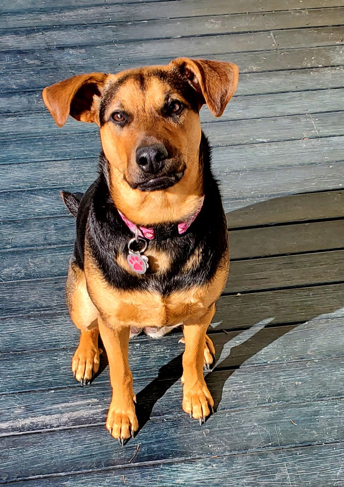 Chloe a mix, who we worked on leash working, recall, over excitement, and dog reactivity and basic obedience. She was lovely to work with her and her owner!