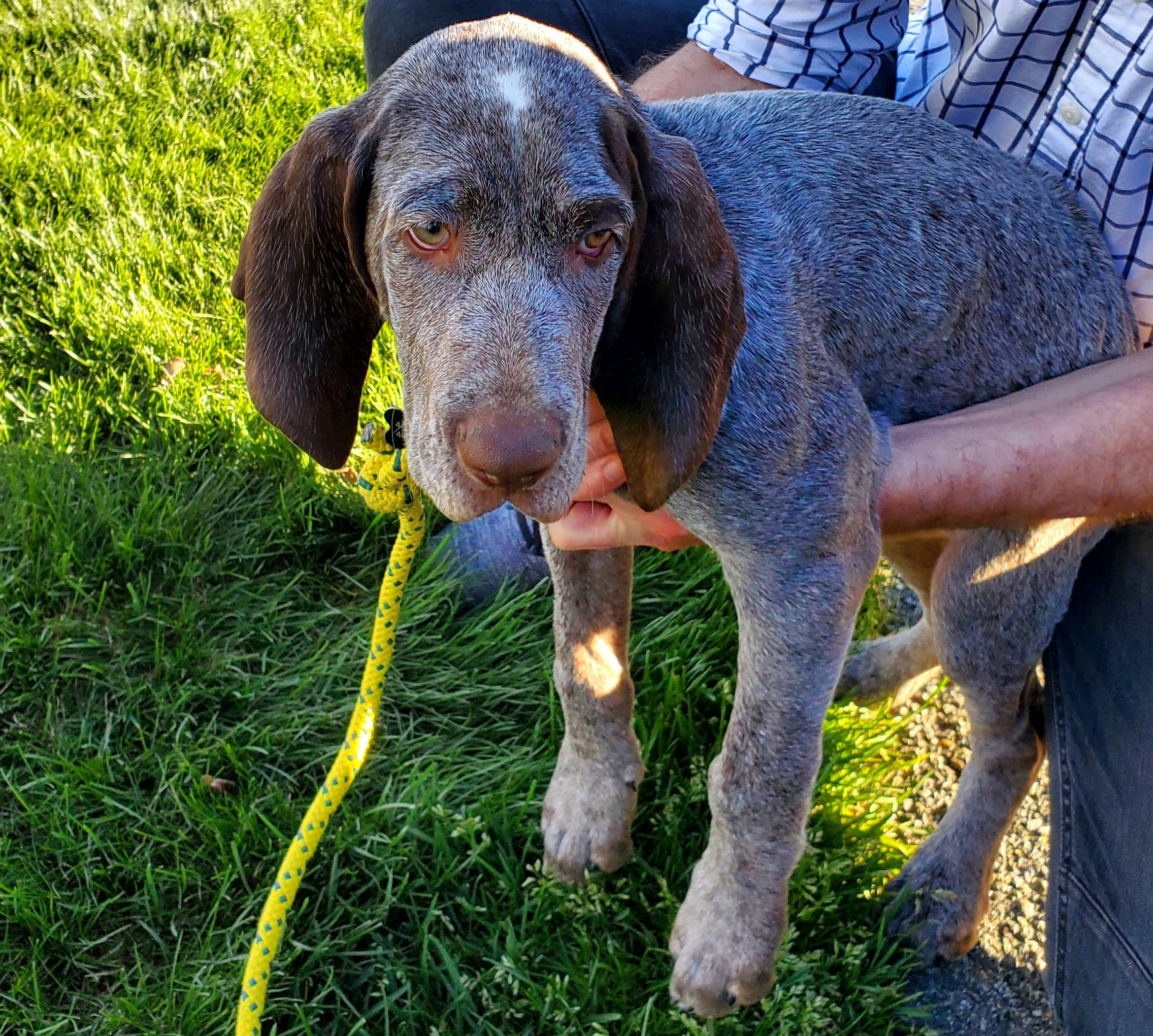 Burgos Pointer, Raul. Owners did a super job training him. So sweet, happy, and smart. He will be 100lbs.
