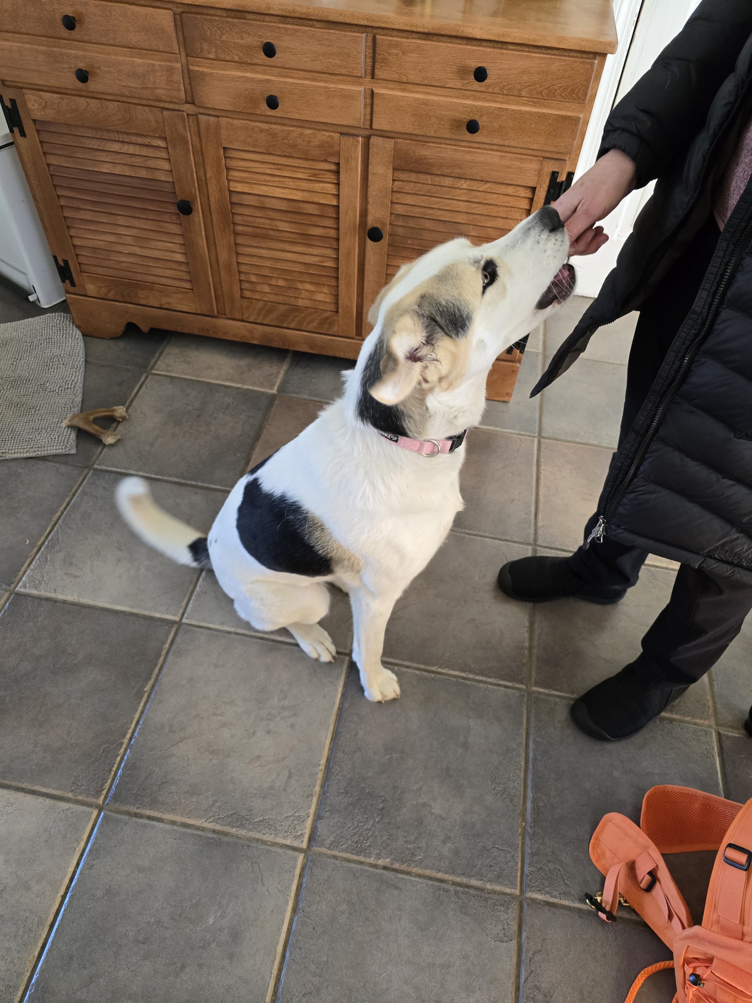 Piper, the super star. Owner had done a good job with him already. I introduced leash walk with advanced longline training, recall from back yard, and Tug. He thrived!