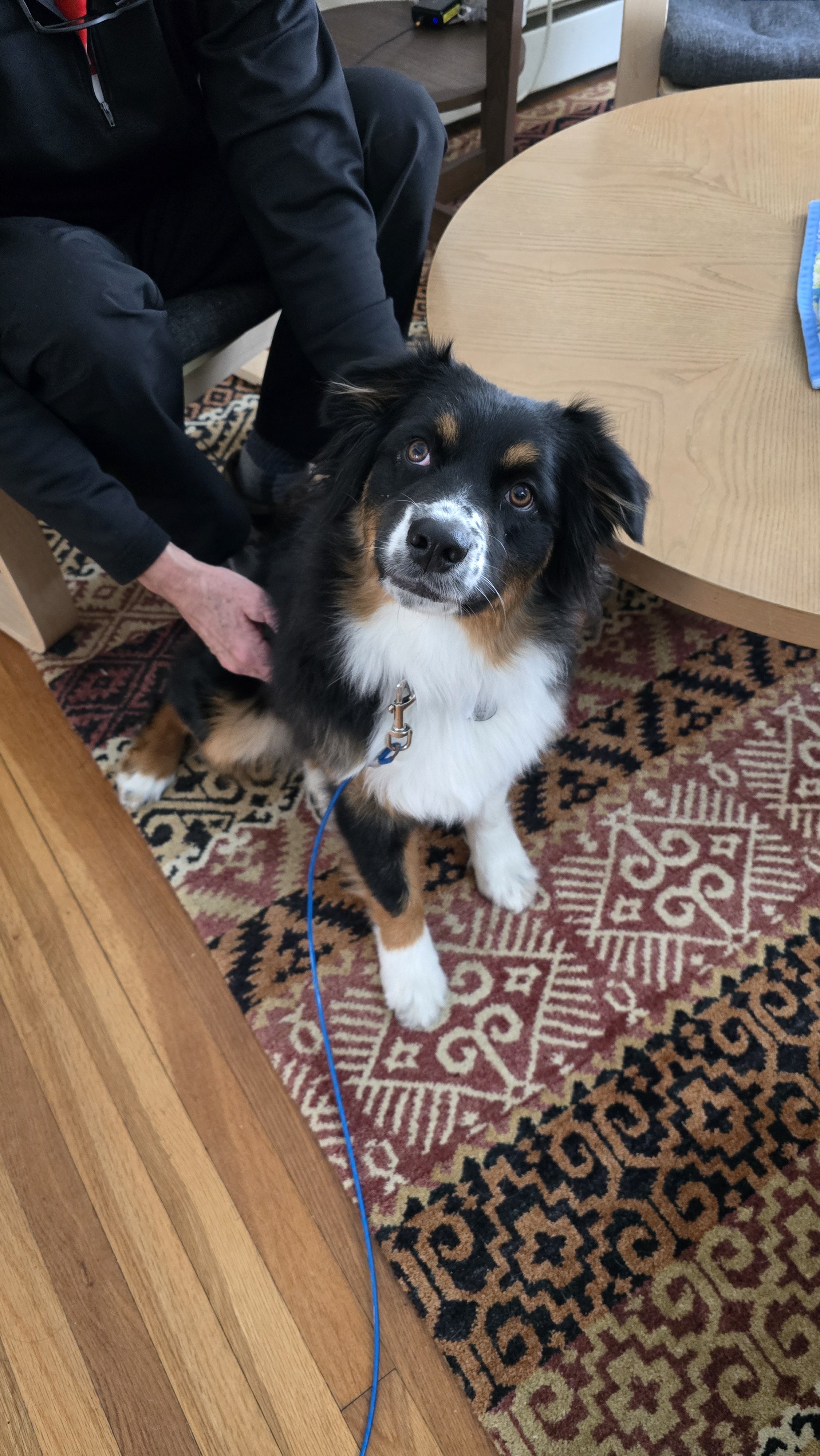 Ruby, 6 month old Australian Shepard, crazy smart and so eager to learn. Teaching her calmness and leash walking and recall. 