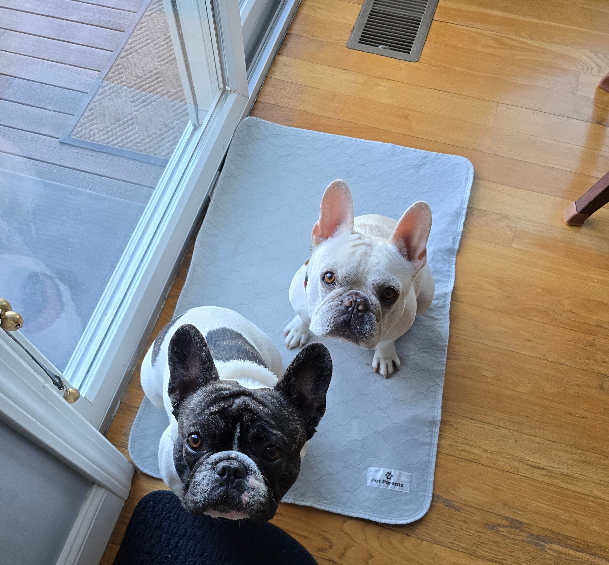Moo and Charlie learning how to walk on a leash with distractions.