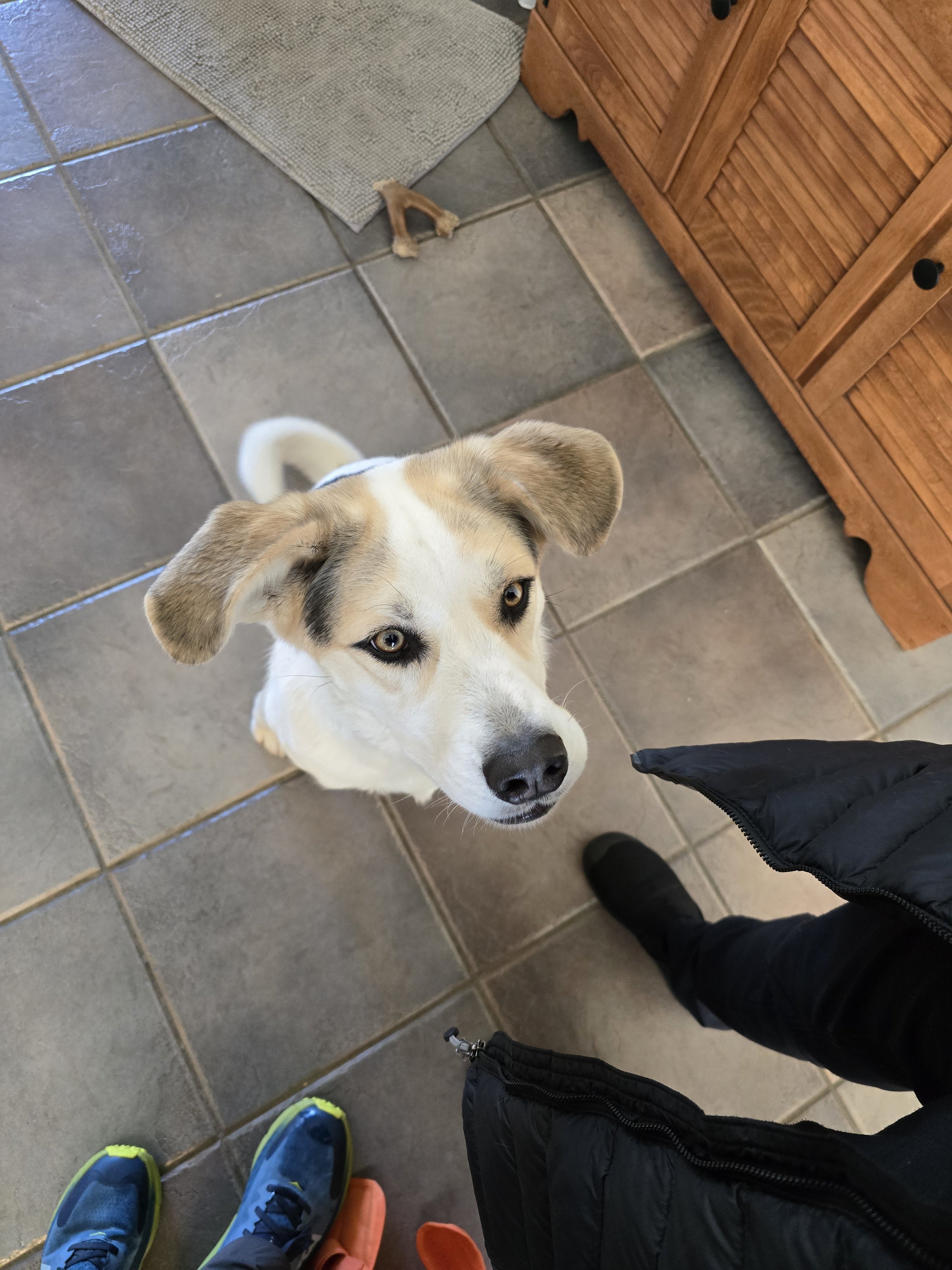 Piper, fun, smart, athletic, loving the longline training for more freedom! We are working on total recall with Ecollar training.
