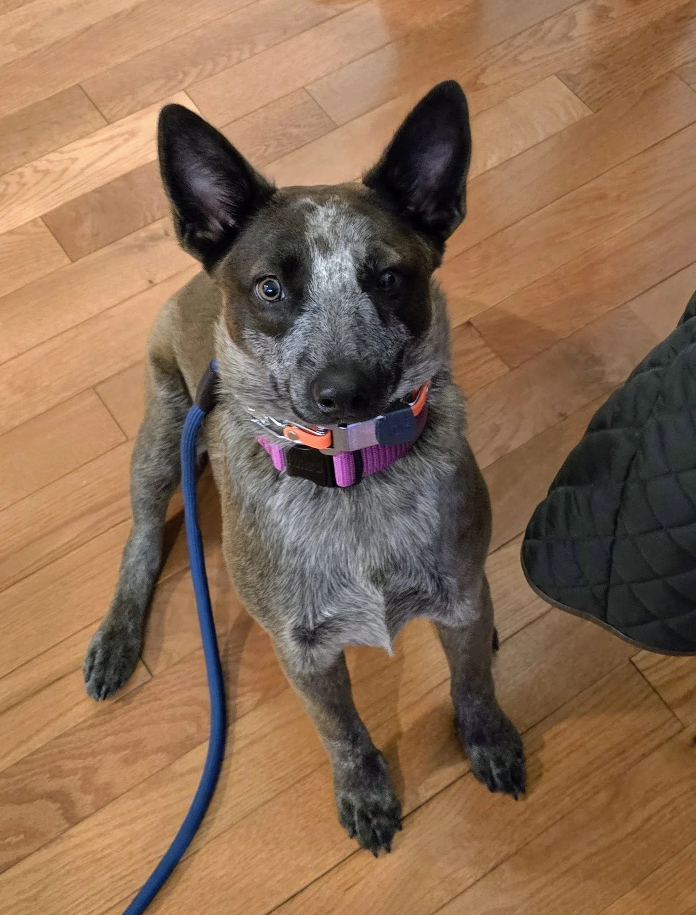 Sparrow, 8 month Old Australian Cattle Dog learning the basics, impulse control(not to nip when excited) and more. I am so fond of ACD's having owned one for 15 years. She is so, so smart but needs a lot of structure to harness all her strengths. I s
