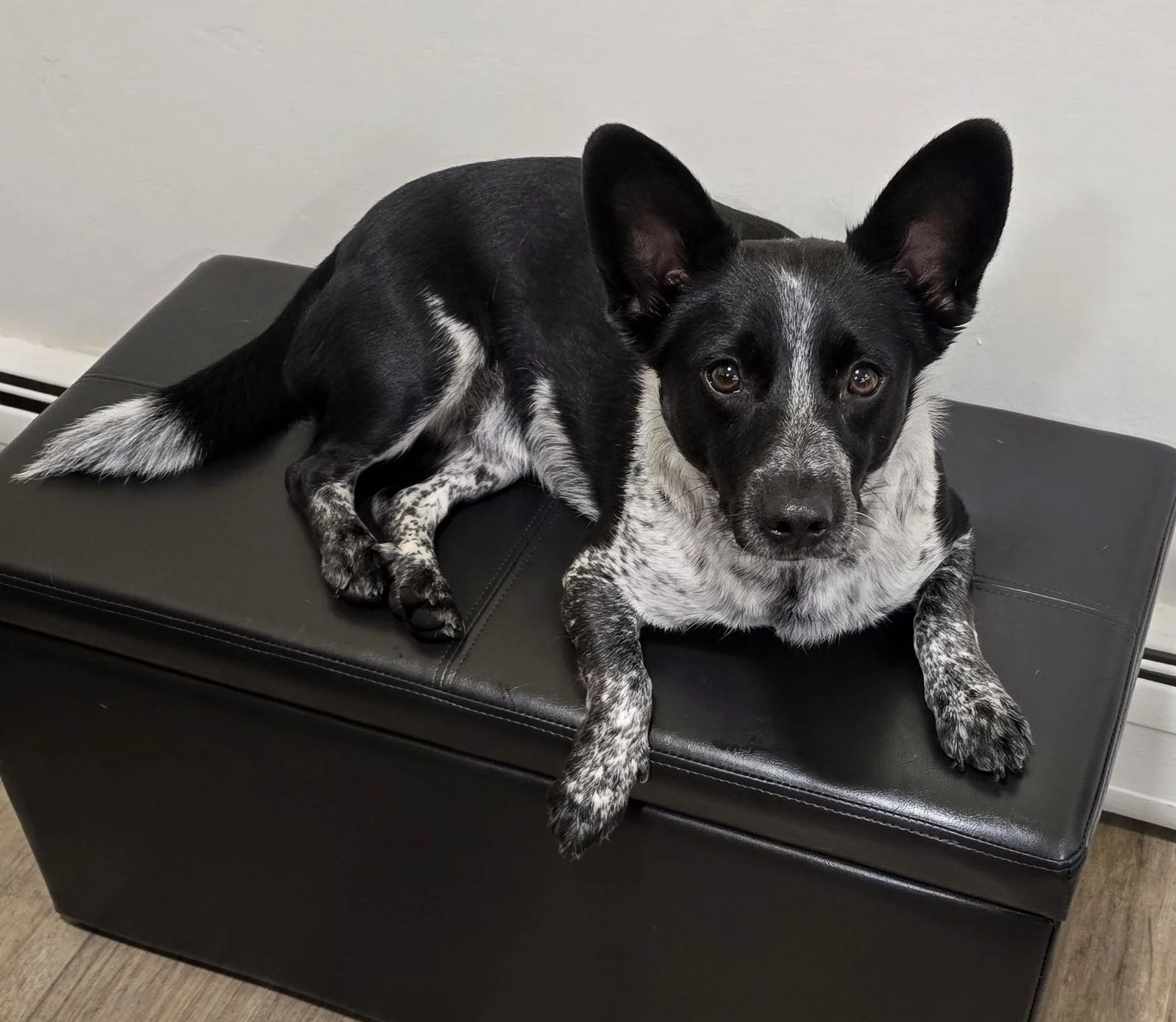 My little guy who I adore. So affectionate and always with me and ready for any adventure. He has shown great improvement on his resource guarding me and his leash reactivity towards dogs and people.  He is 45% Australian Cattle Dog, 15% small poodle