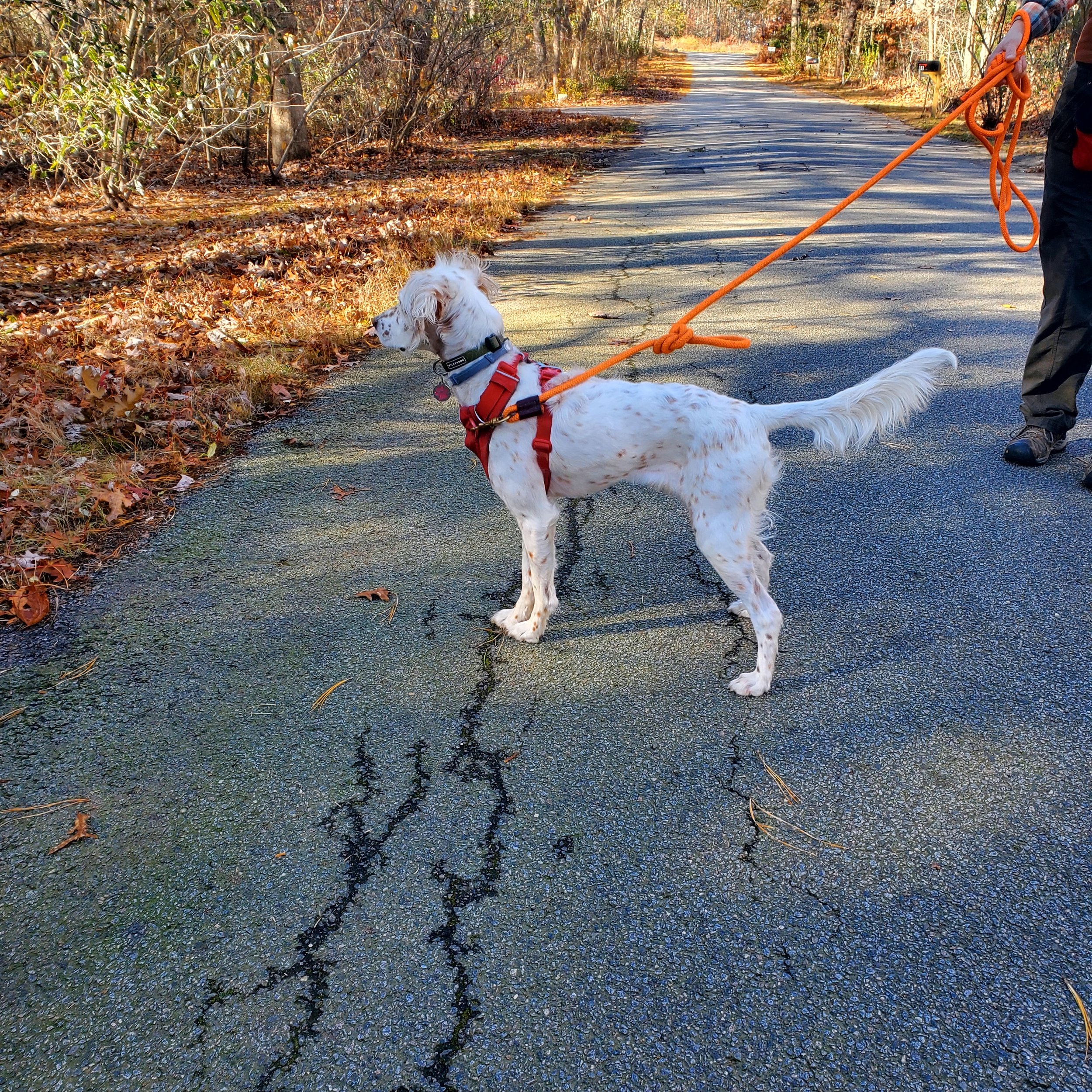 Jill, super sweet setter learning how to walk on longline for more freedom.