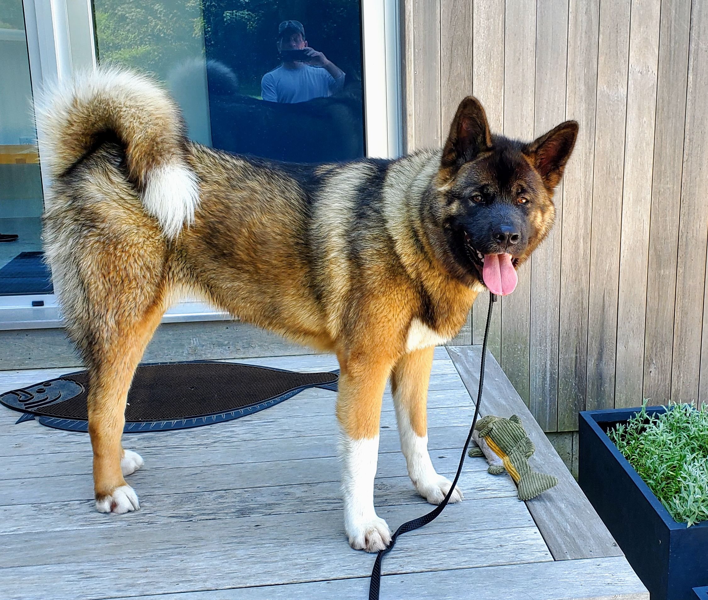Ursus after one of our many walks together