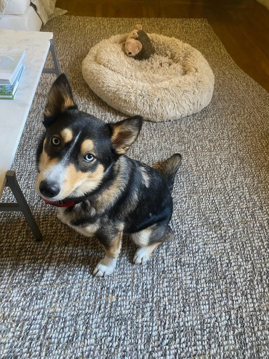 Dexter, pocket size but with a lot of energy that needed to be directed.