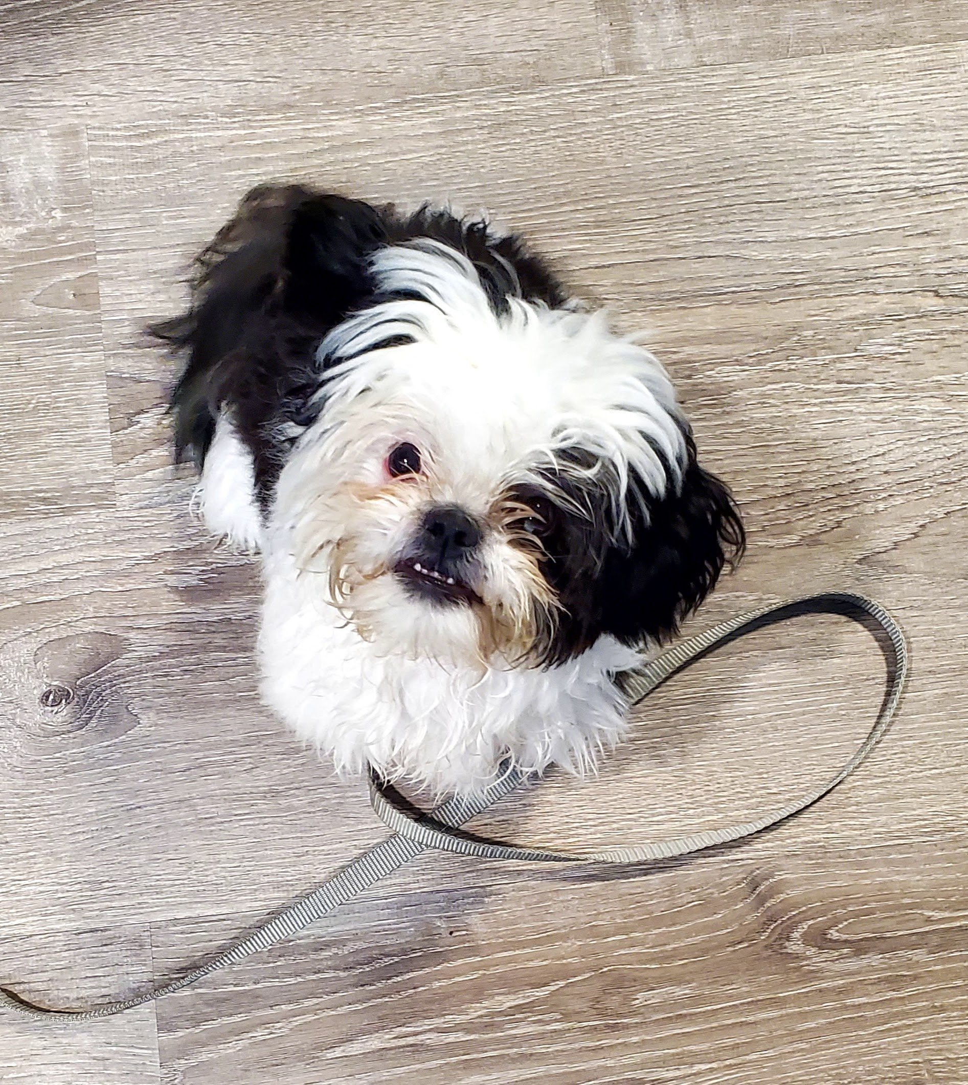 Peaches, at 6 months old. A bundle of energy. We worked on crate training and structure, routines.