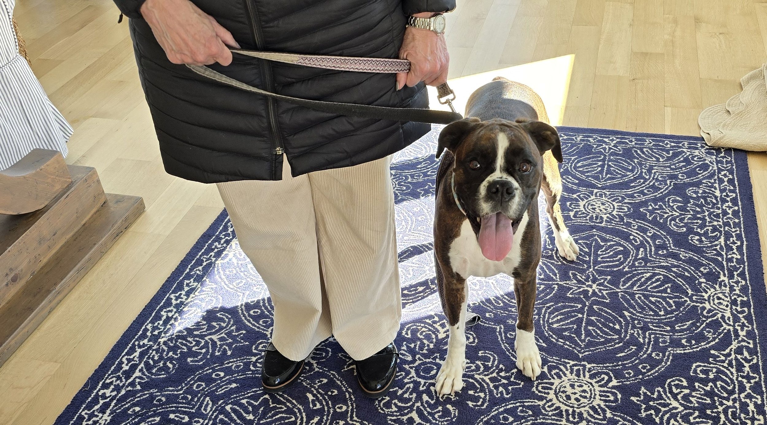 Millie, 4 year old boxer, with so much enthusiasm. We are teaching her calmness in the house with no jumping!