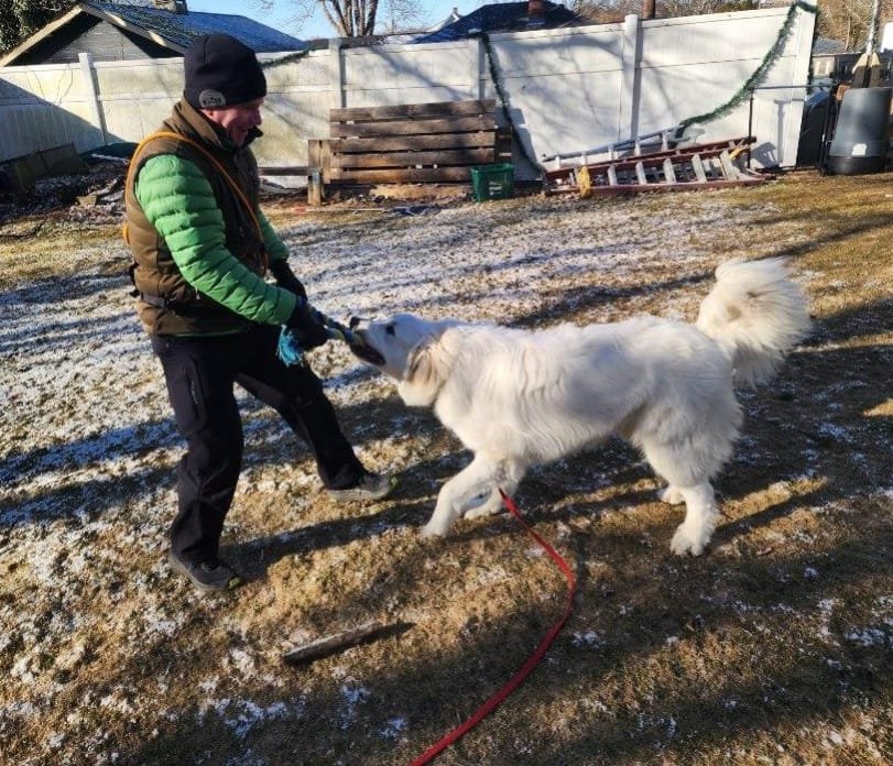 Teaching Loki how to play tug properly. He is 6 month old Great Pyrenees. Most dogs love tug but must learn the rules of engagement.
