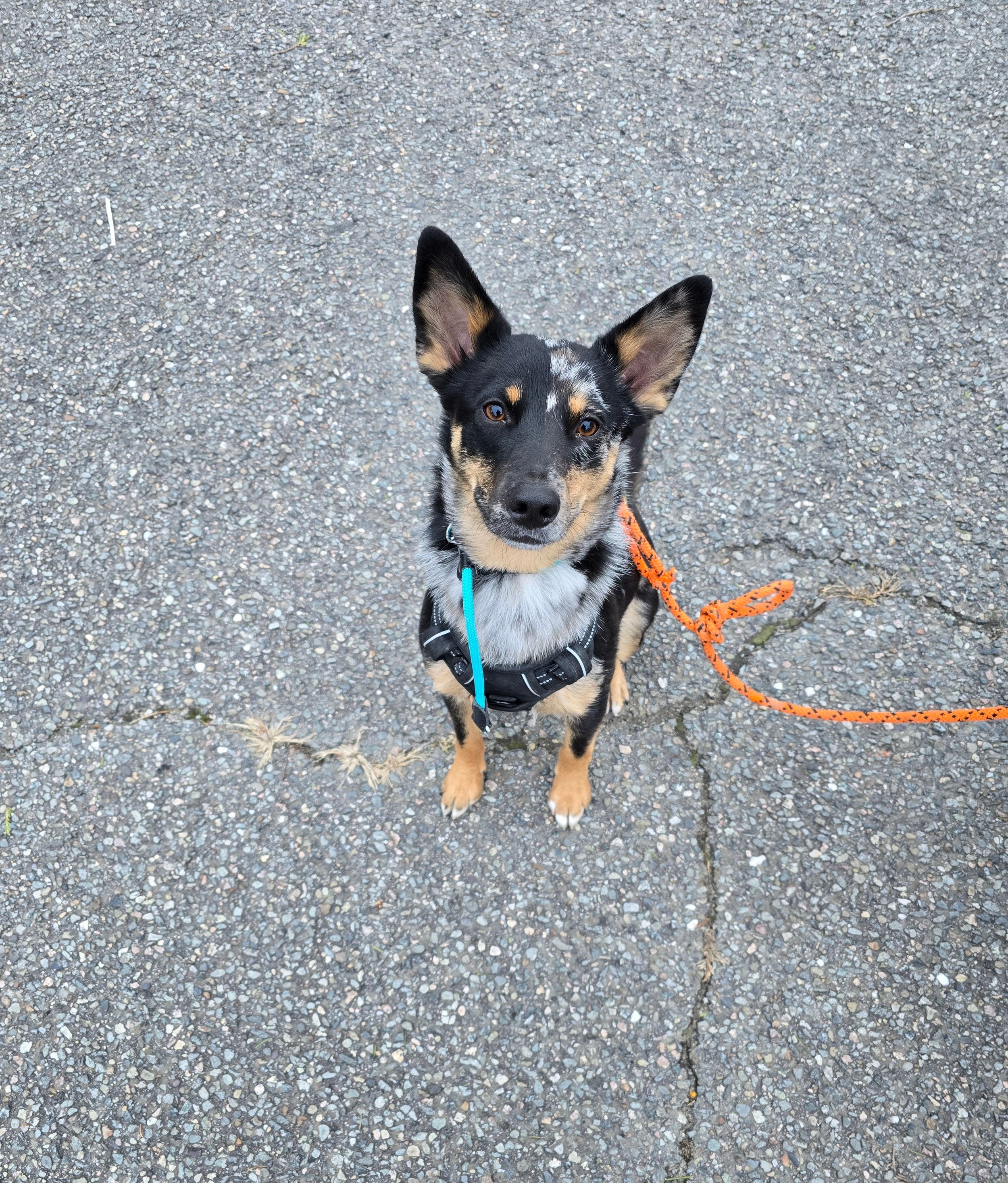 Ryder, so willing to please, smart, and just the right size.