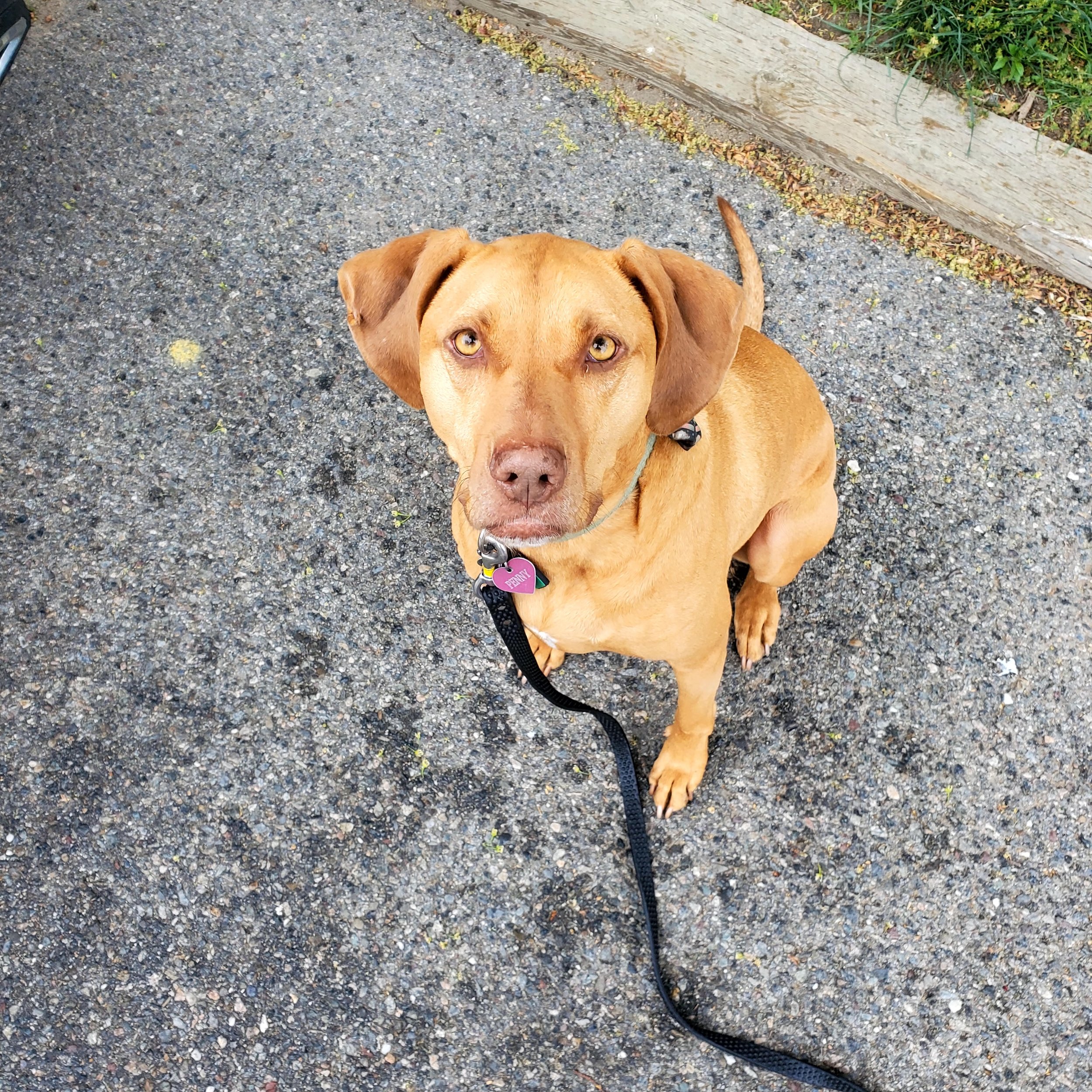Penny, needed help on leash walking. Nice dog. An incident where 2 off leash bully mix dogs targeted her and owner in park through no fault of owner. Dogs need to be on a leash at all times UNLESS you have 100% recall. How many owners have 100% reca