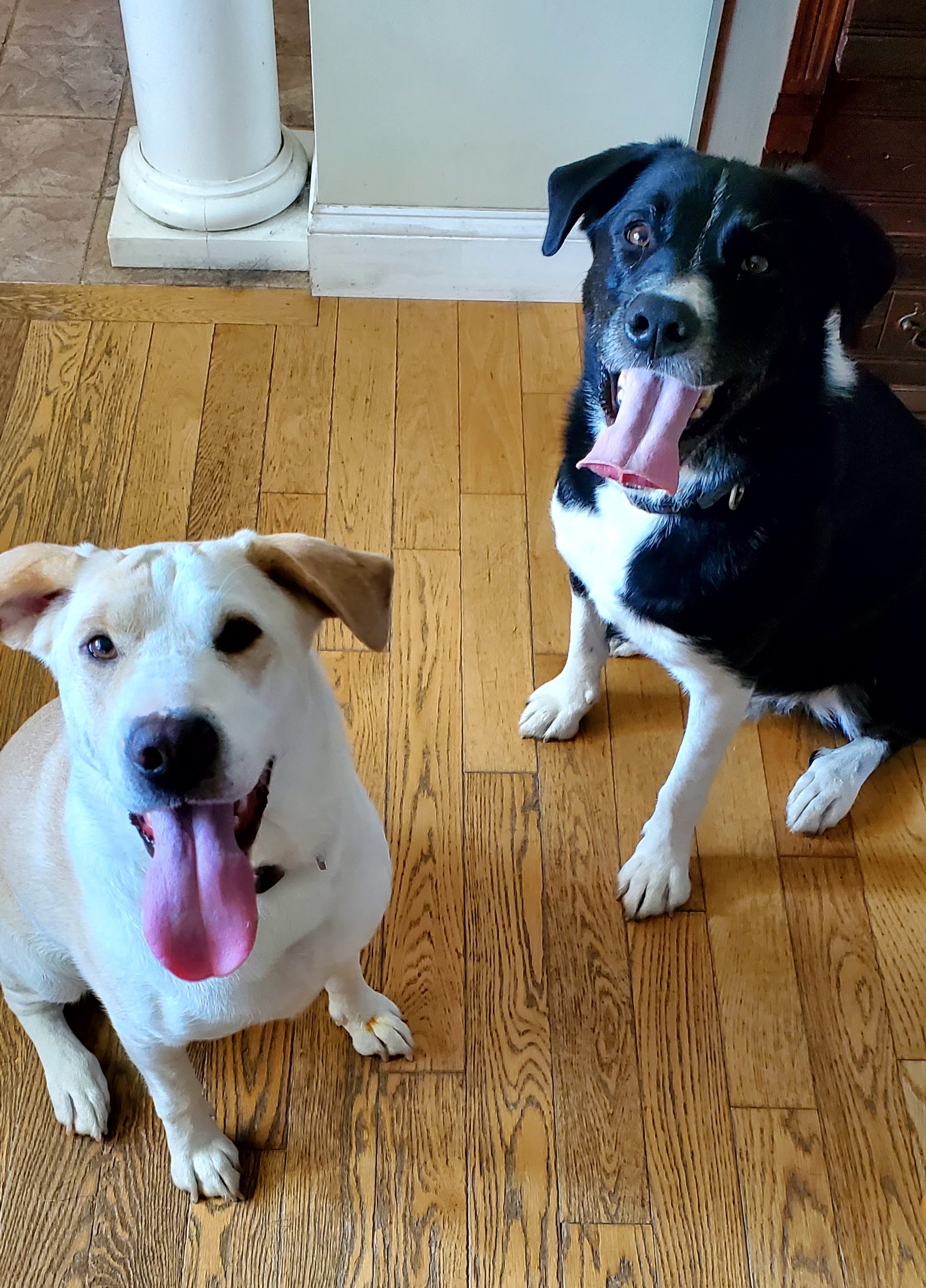 Two great dogs but in need of structure They are siblings that bring a whole host of problems.