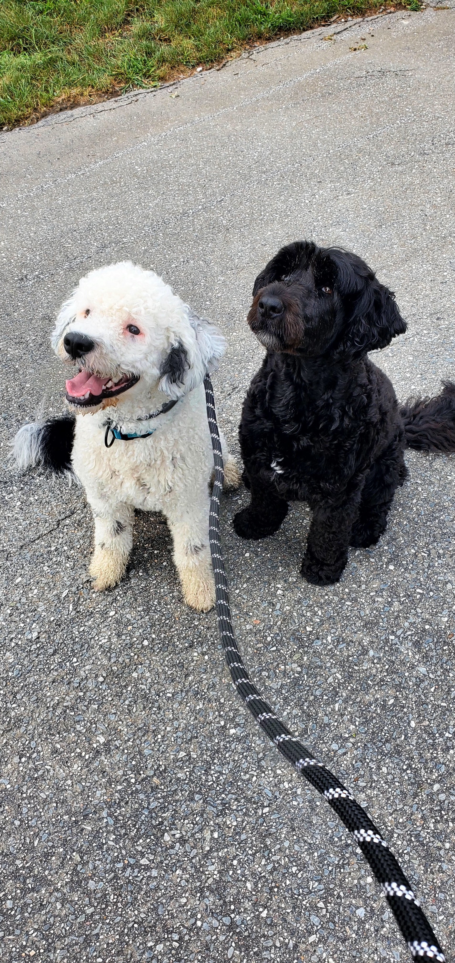 Worked on Leash reactivity with white Portaguese Water. It went after everything that moved.