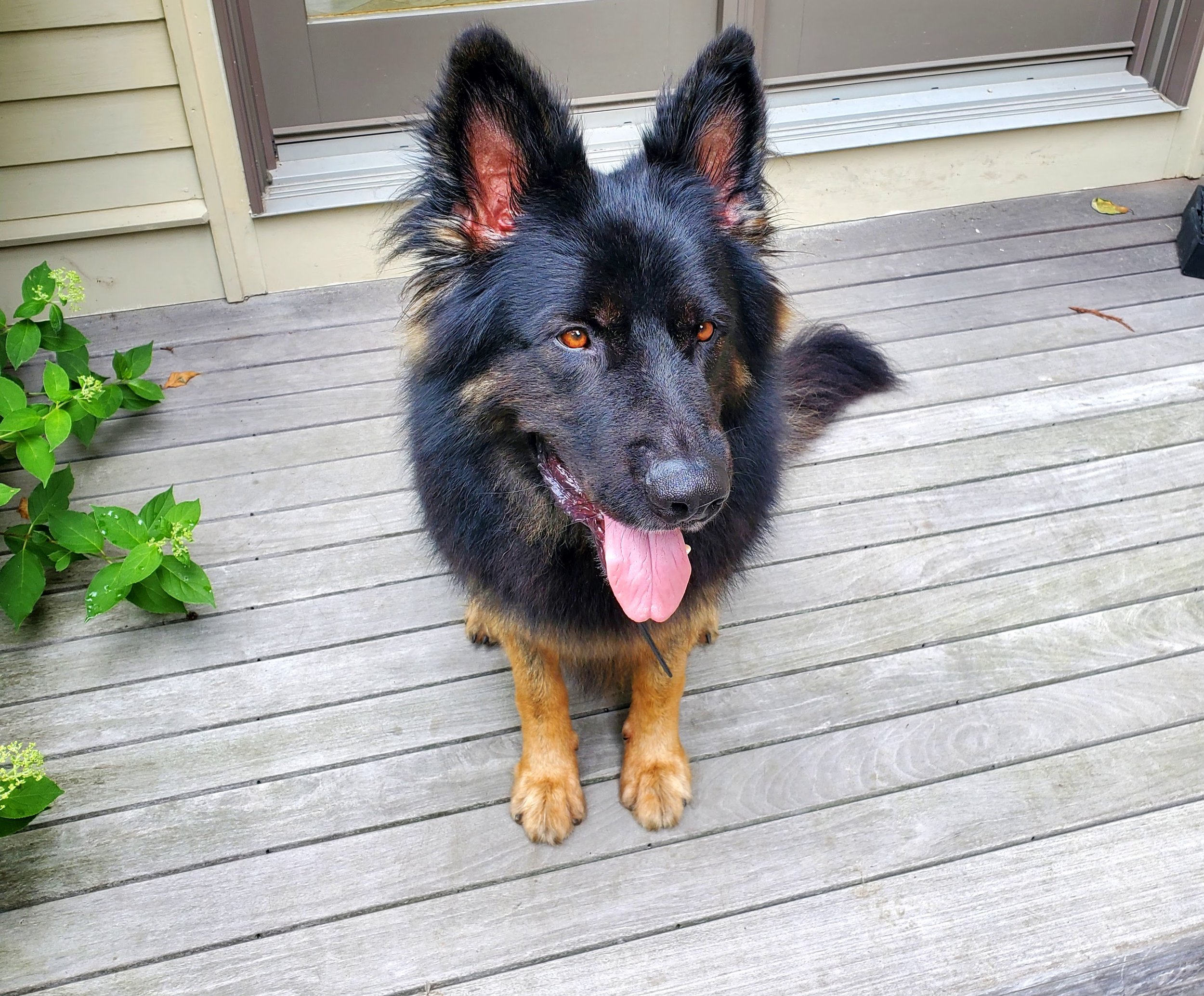 German Shepard with aggression issues but only needed a tune up. Owner had already done a great job with him.