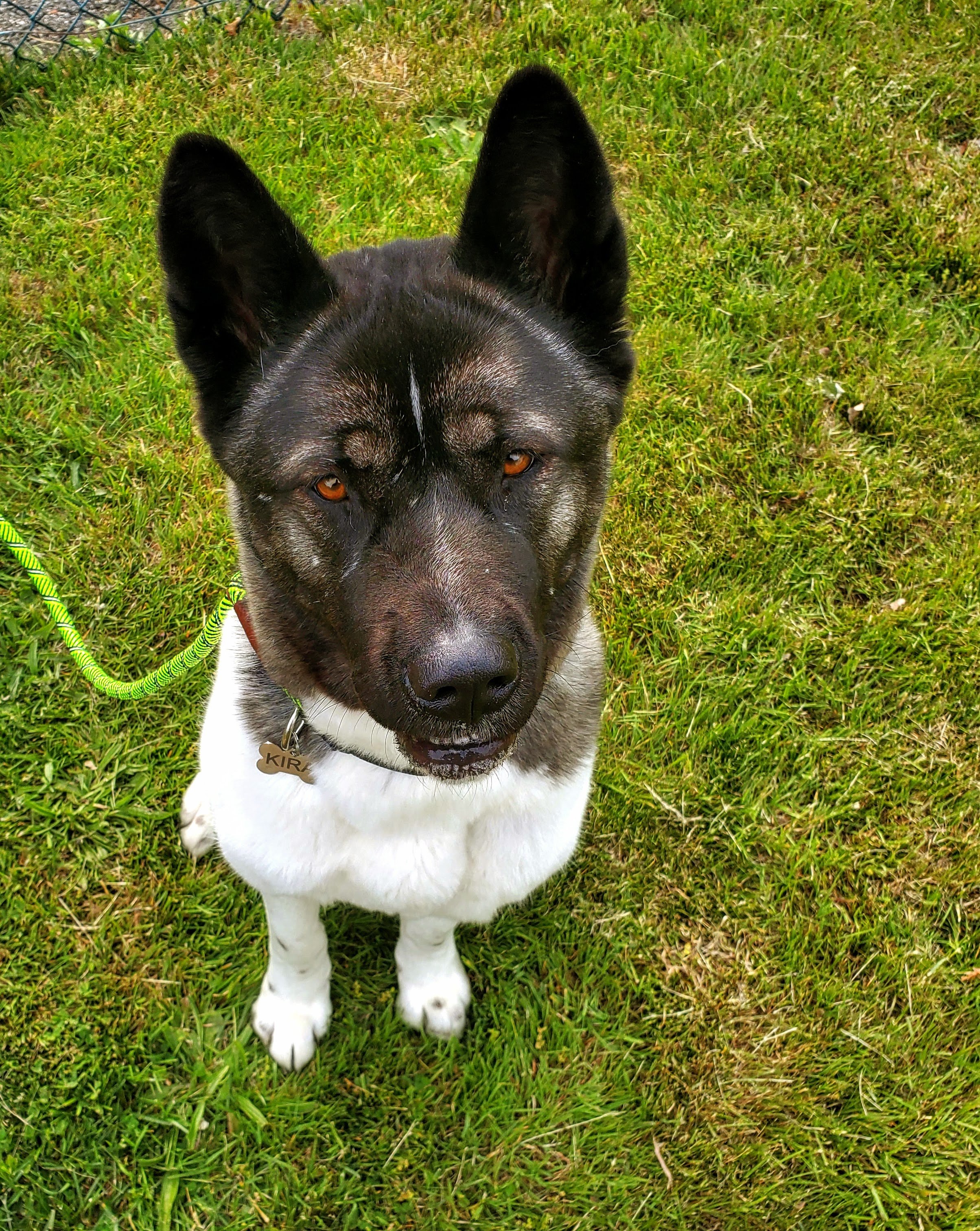 Kira, looking exotic! Needed help on leash walking.