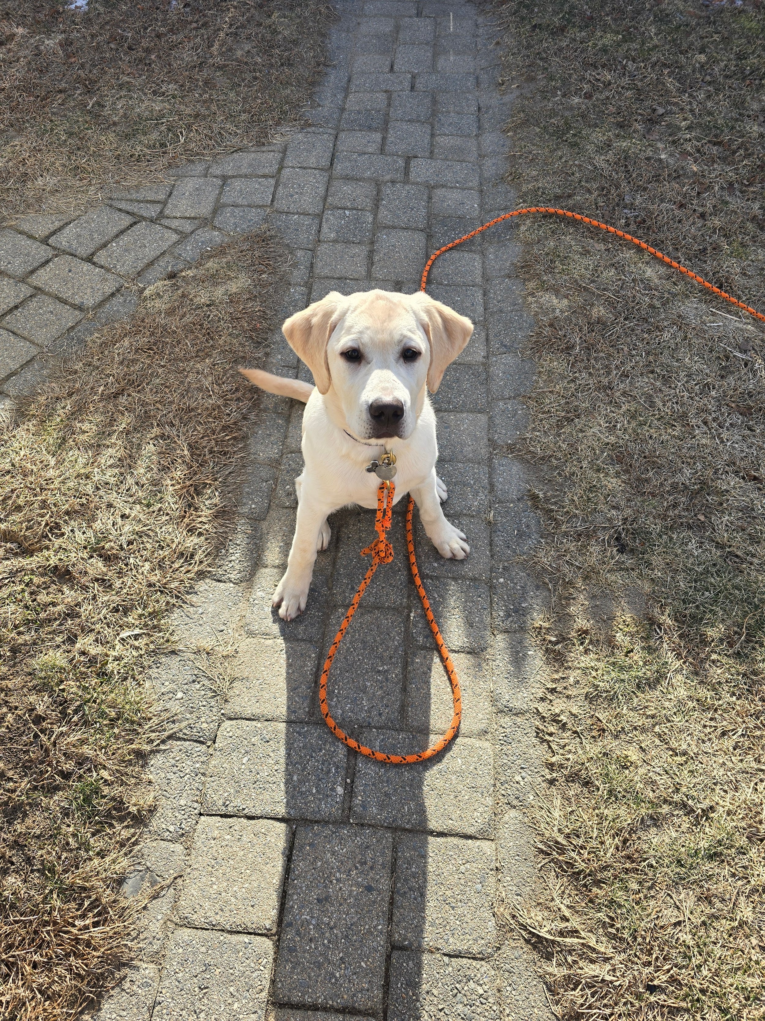 Canoli, 7 month old lab, with energy to spare! Leash walking in urban environment was our focus. He loves a game of Tug too which I taught him to do with rules. We use tug to burn off some energy before we go for a walk. I like high energy dogs pers