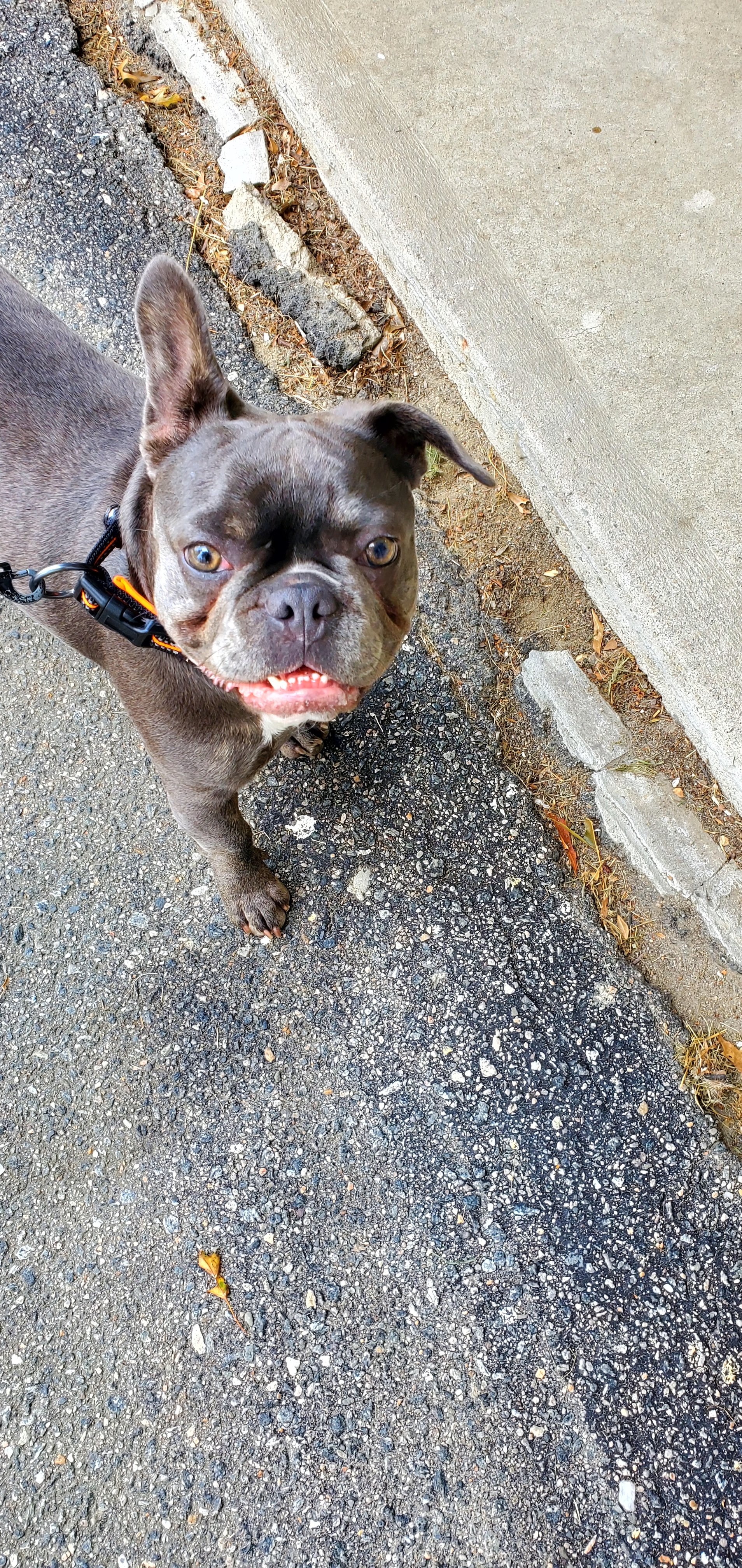 donsfrenchie.jpg