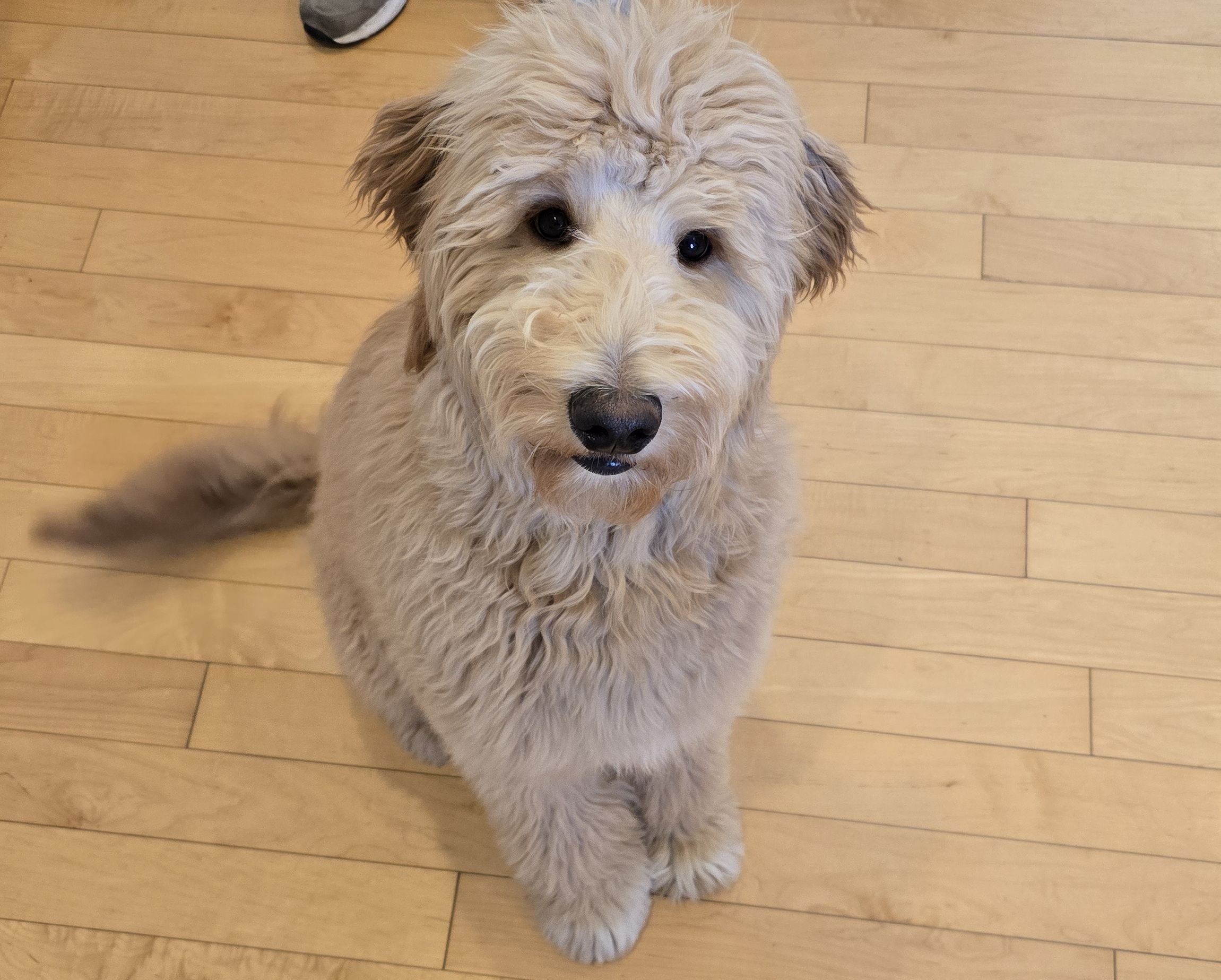 Archie, one of the cutes dogs I have trained. Its so hard not to keep your hands off him! However, we are training him not to demand bark, go to place, leash walking. Teaching Calmness.
