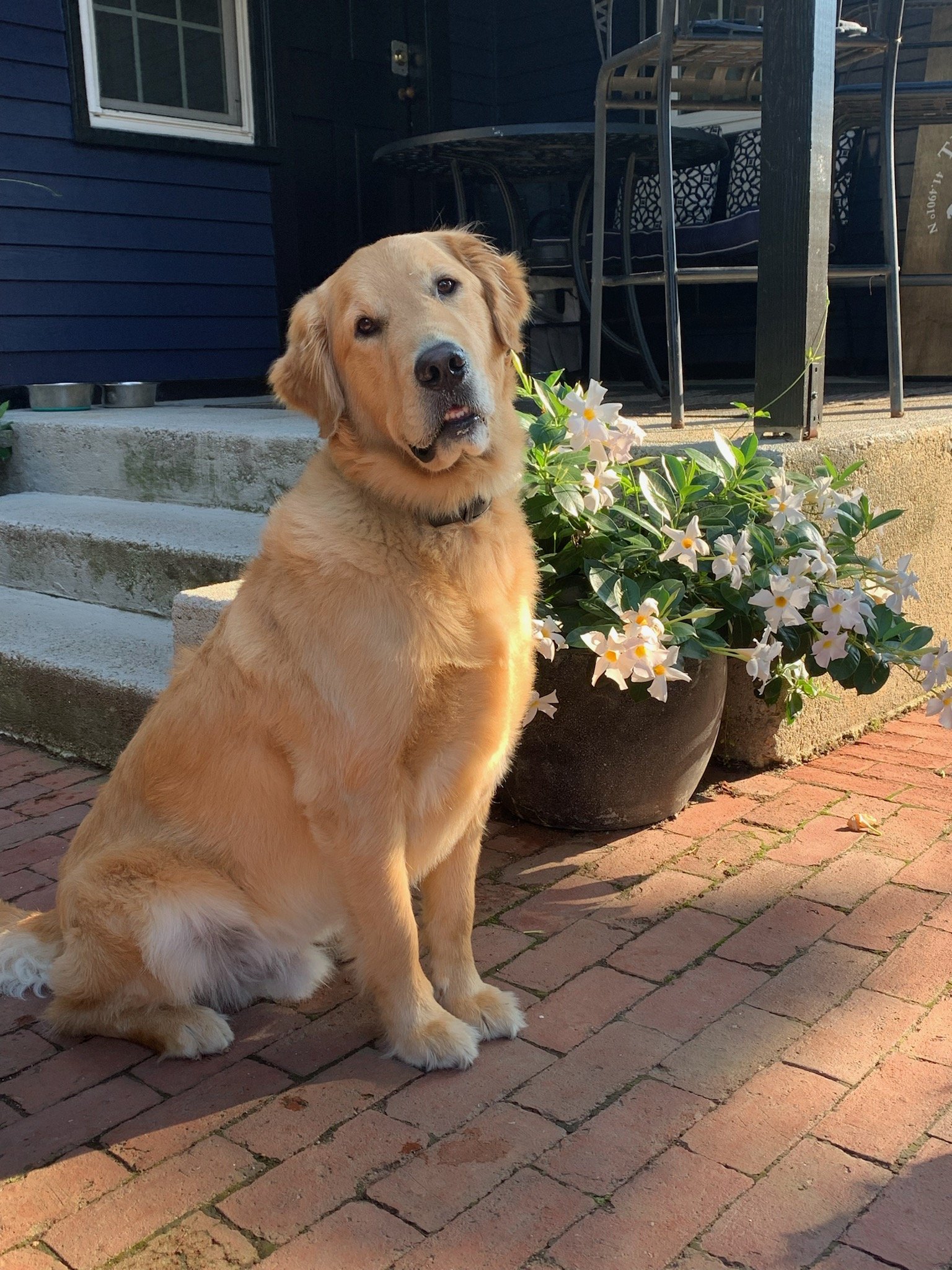 George, a big boy who needed help calming down with guest meaning no jumping, barking or evading other peoples space without permission.