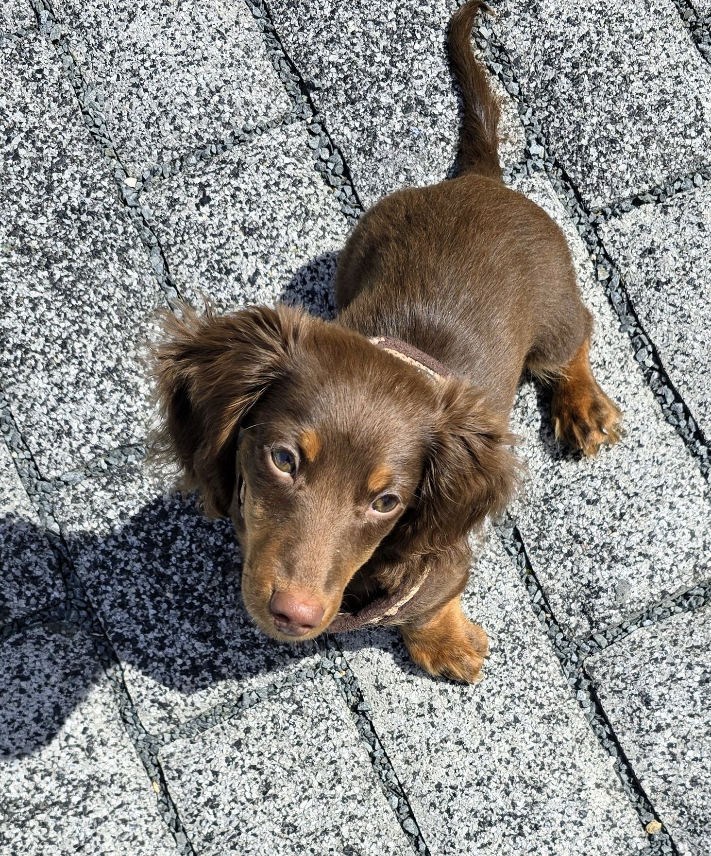 Rolo, a mini long hair dachshund learning how to be a confident dog despite his size.