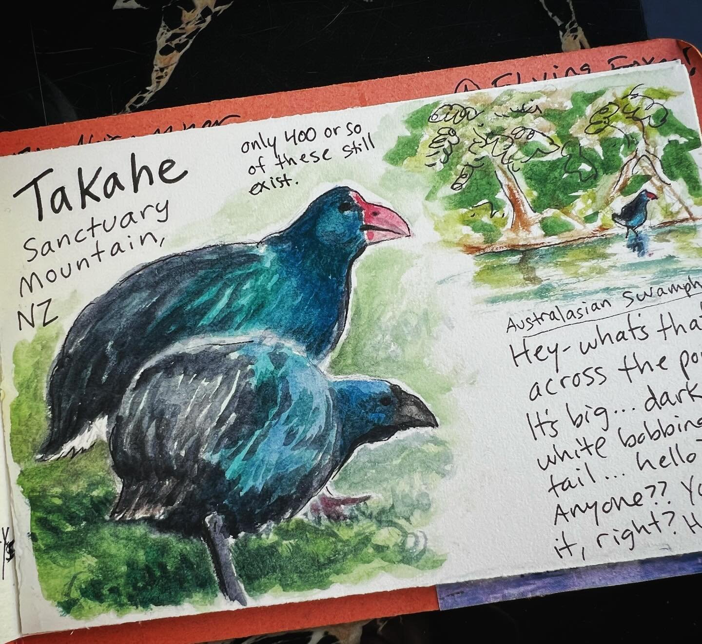 One of the highlights of this trip was seeing the Takahe at Sanctuary Mountain in NZ. They are extremely endangered and have a secure place to live here &amp; breed. Also saw an Australasian Swamphen- similar in basic appearance but not quite as rare