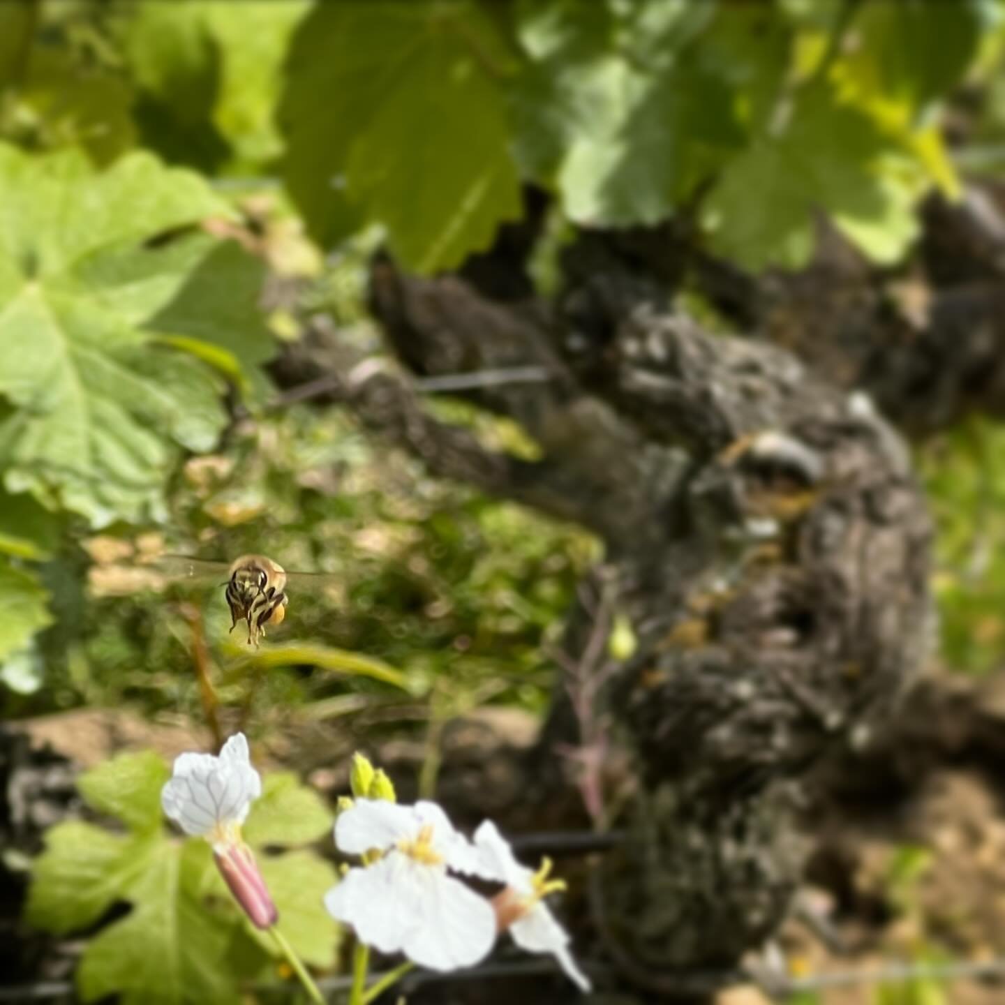 I&rsquo;m enchanted by the beautiful biodiversity at @yquem and can&rsquo;t wait to paint portraits of these gorgeous vines! The Art Vine Voyage is such a huge success! Thanks to @rougebordeauxinfrance and @twincitieswine