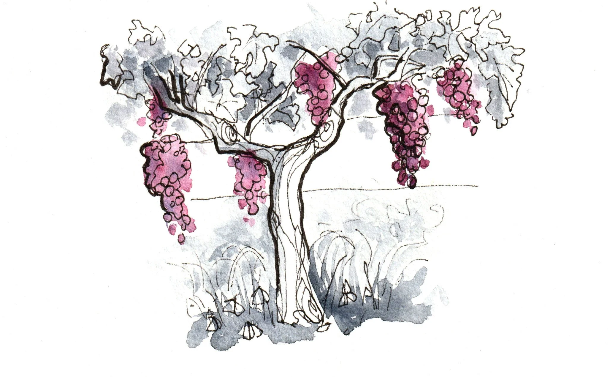 Spotcolor_Vine.jpg