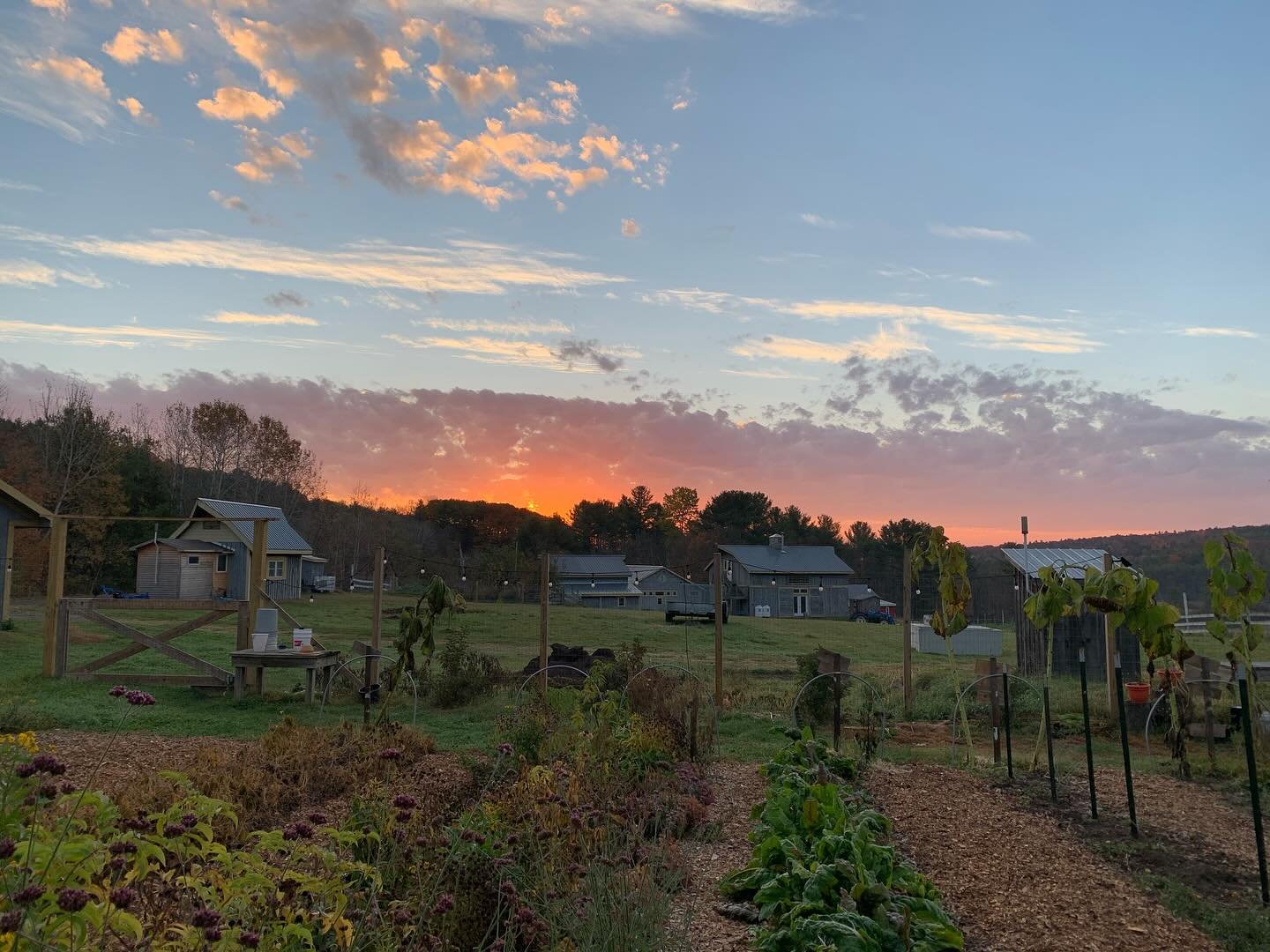 Wow, so grateful to witness this sunrise in the garden 🧡