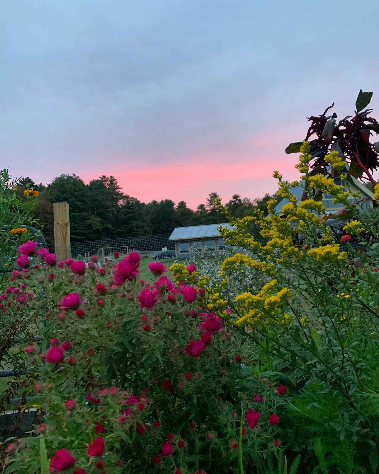 Looking forward to seeing you at the FINAL You-Pick Night OF THE SEASON this Thursday from 5-7pm at DaCy Meadow Farm! Drop in, pick what you&rsquo;d like, pay what you can.

Last call for free native plant transplants! I&rsquo;ve got bee balm and yar