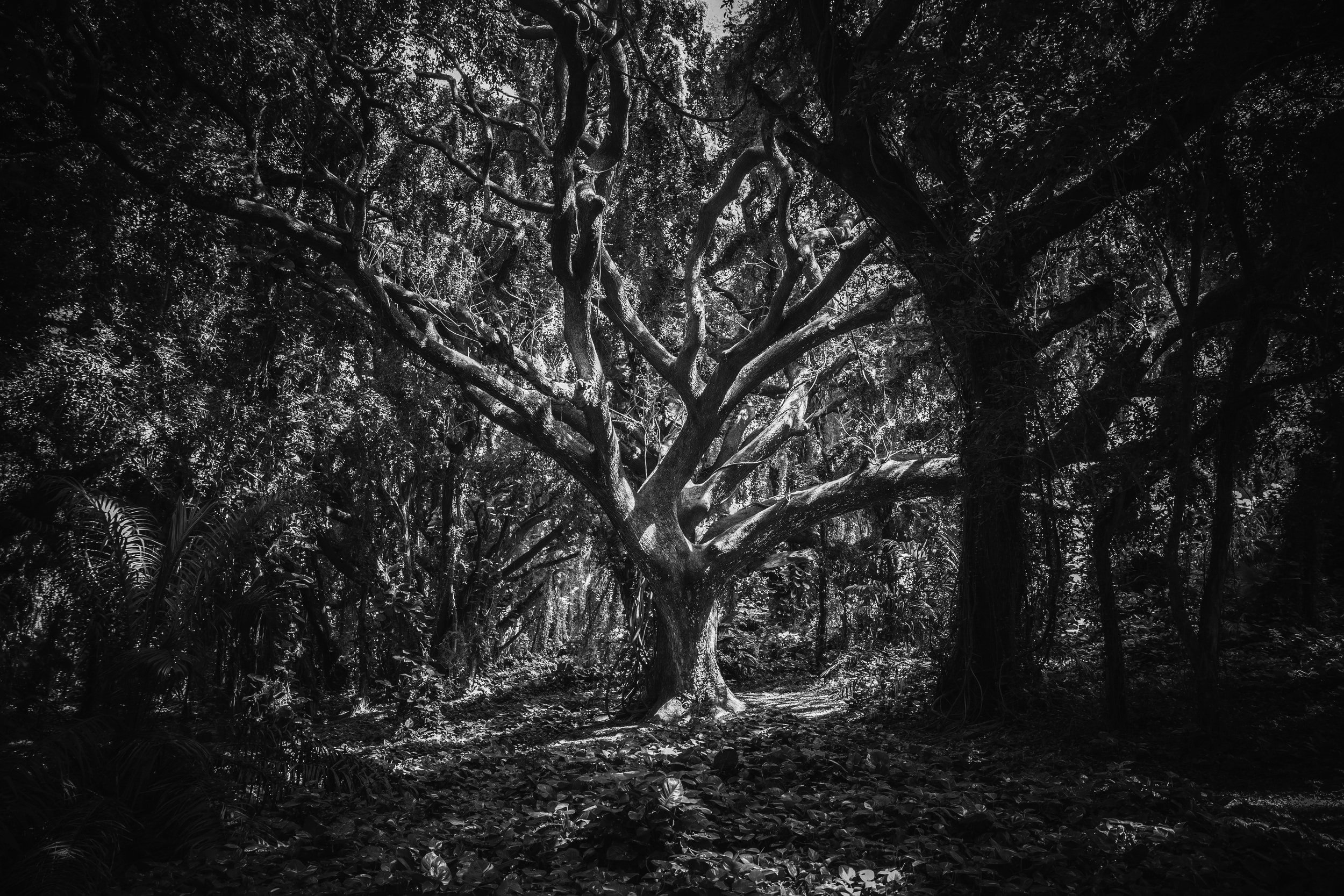 Tree of Life Path - PAY IN FULL