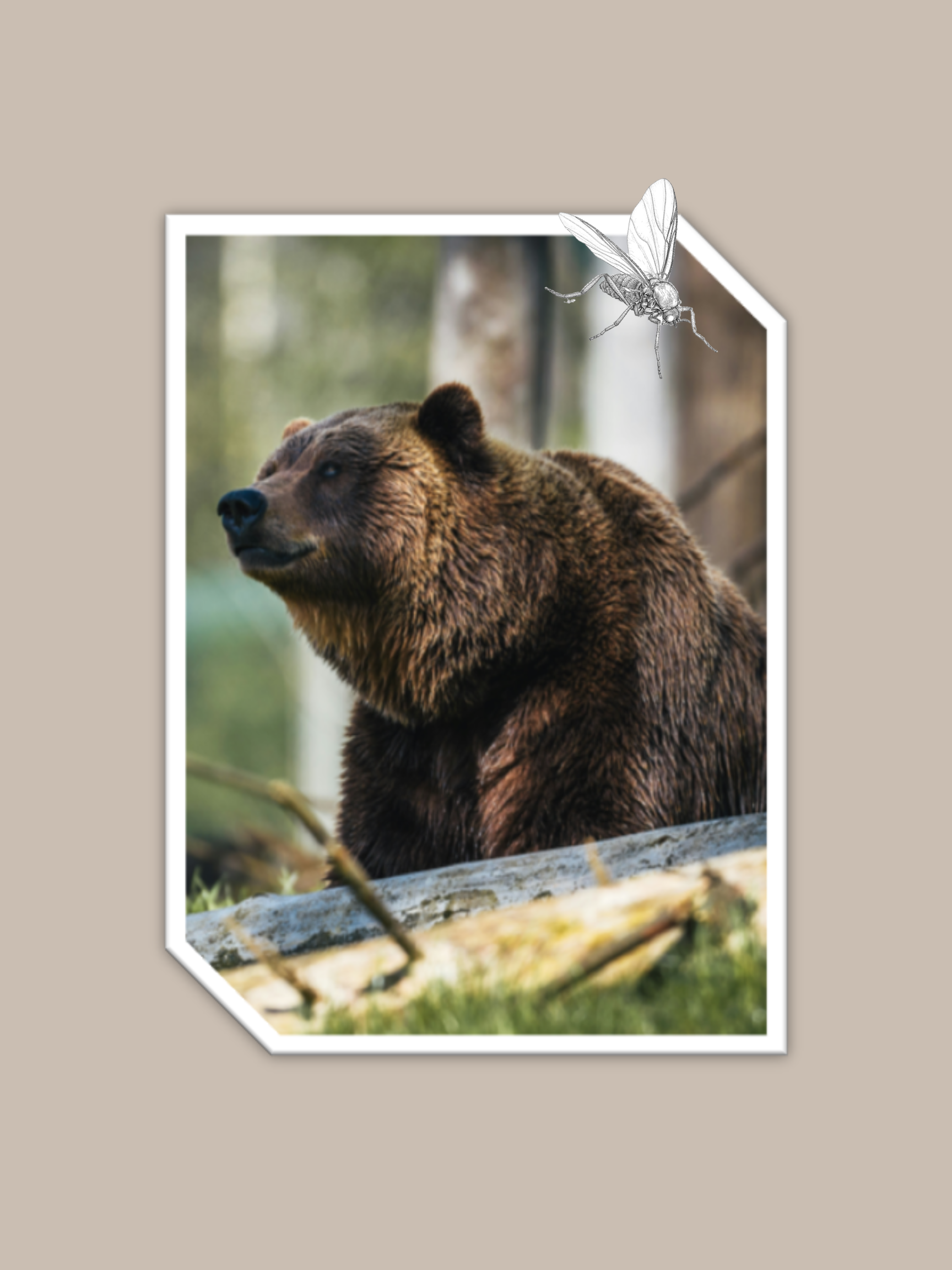 A BEAR-ABLE COEXISTENCE?