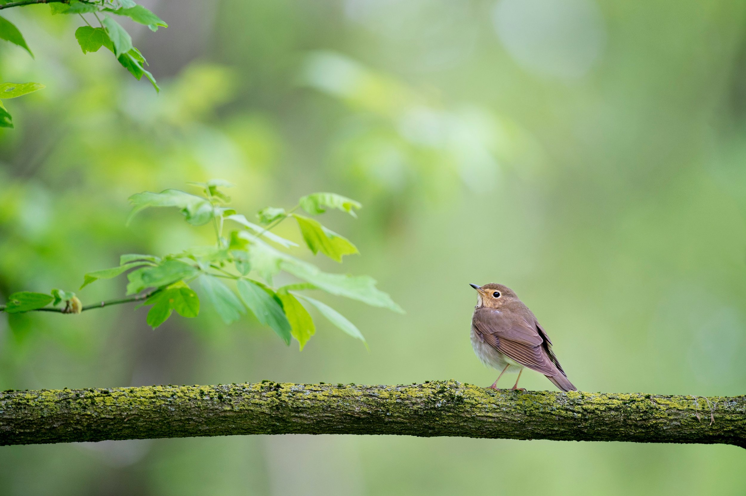 Migratory Bird Surveys & Sweeps — Black Fly Environmental