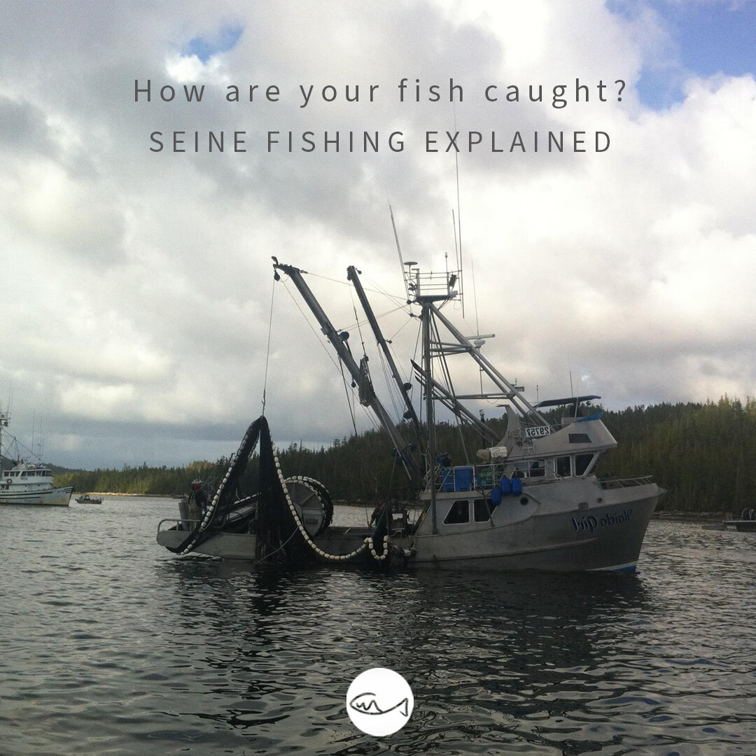 Ever wonder how your fish was caught? Seiners catch about half of the wild salmon that is commercially harvested in BC, and are used in other commercial fisheries as well. 
A seine net is set in a circle around a school of fish, often tied to the bea