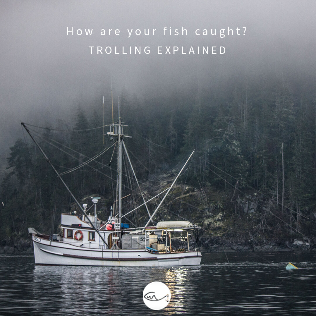 Ever wonder how your salmon was caught? About 25% of the salmon that is harvested commercially in BC is caught by a troller (not to be confused with trawlers, or a person causing trouble on the internet). 
Trollers catch fish with hooks and lines whi