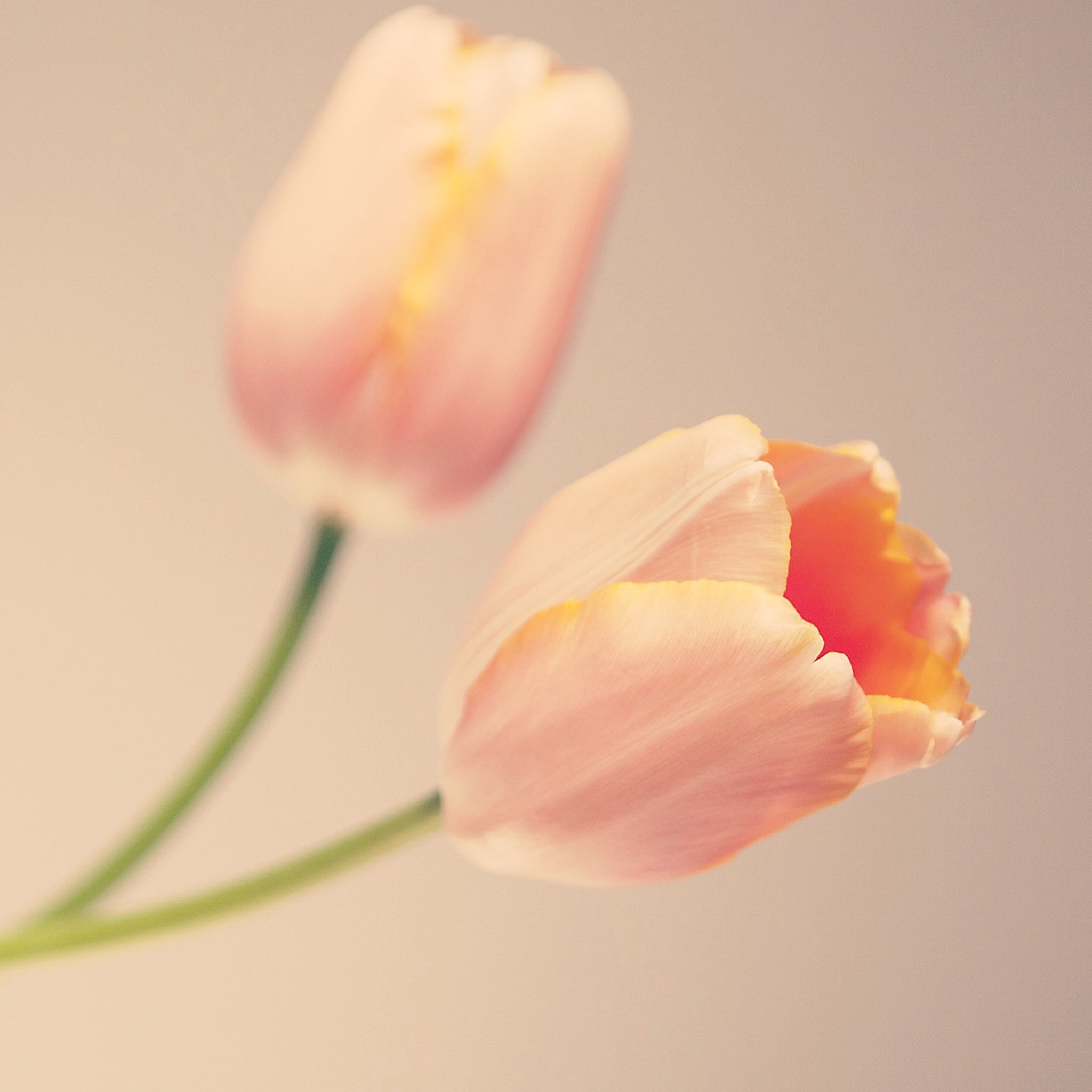 60_Flower_Color01_2kI.jpg