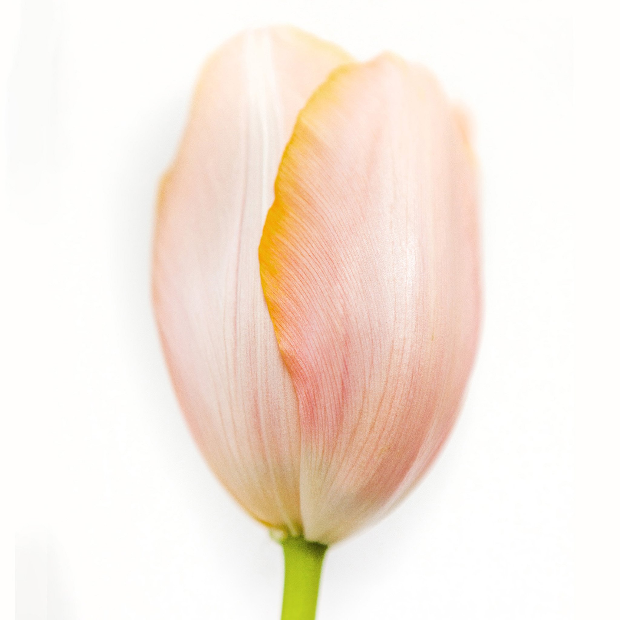 Flower_Color_2kJ.jpg