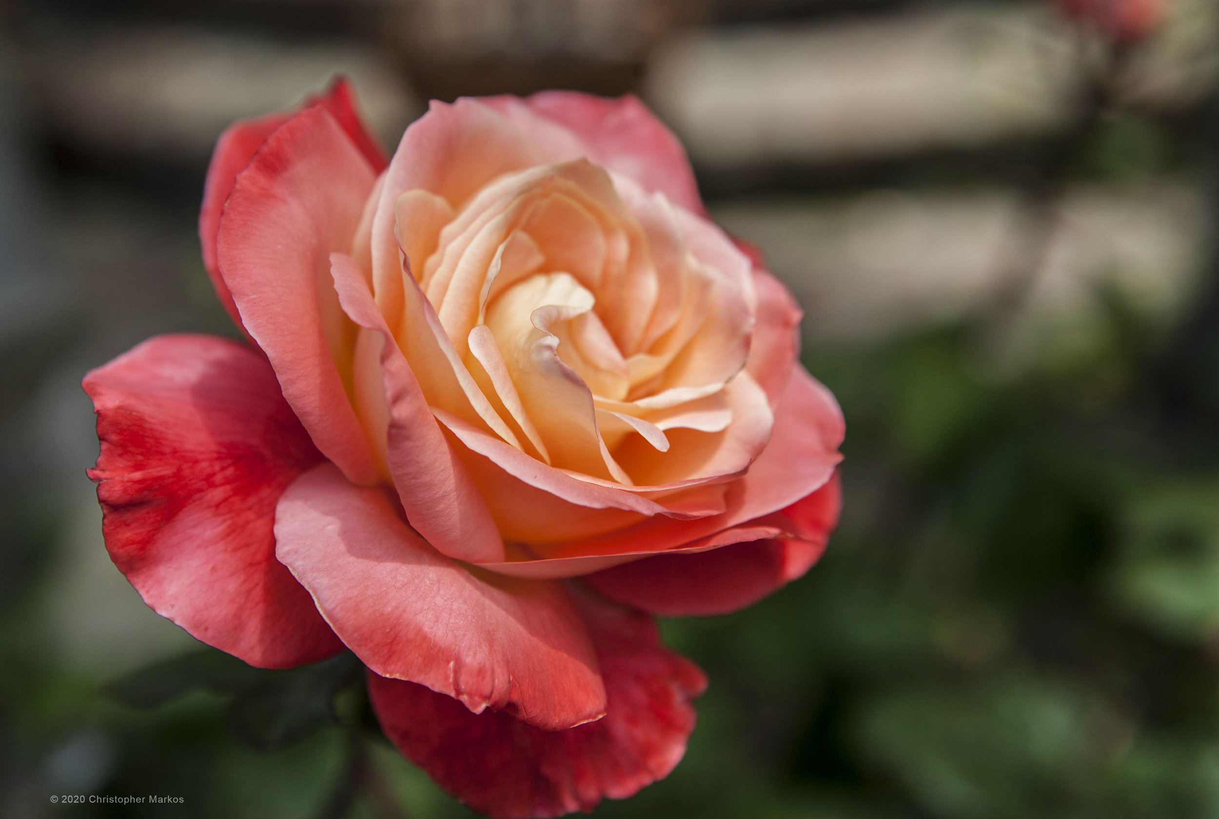 Rose_7100c copy.jpg