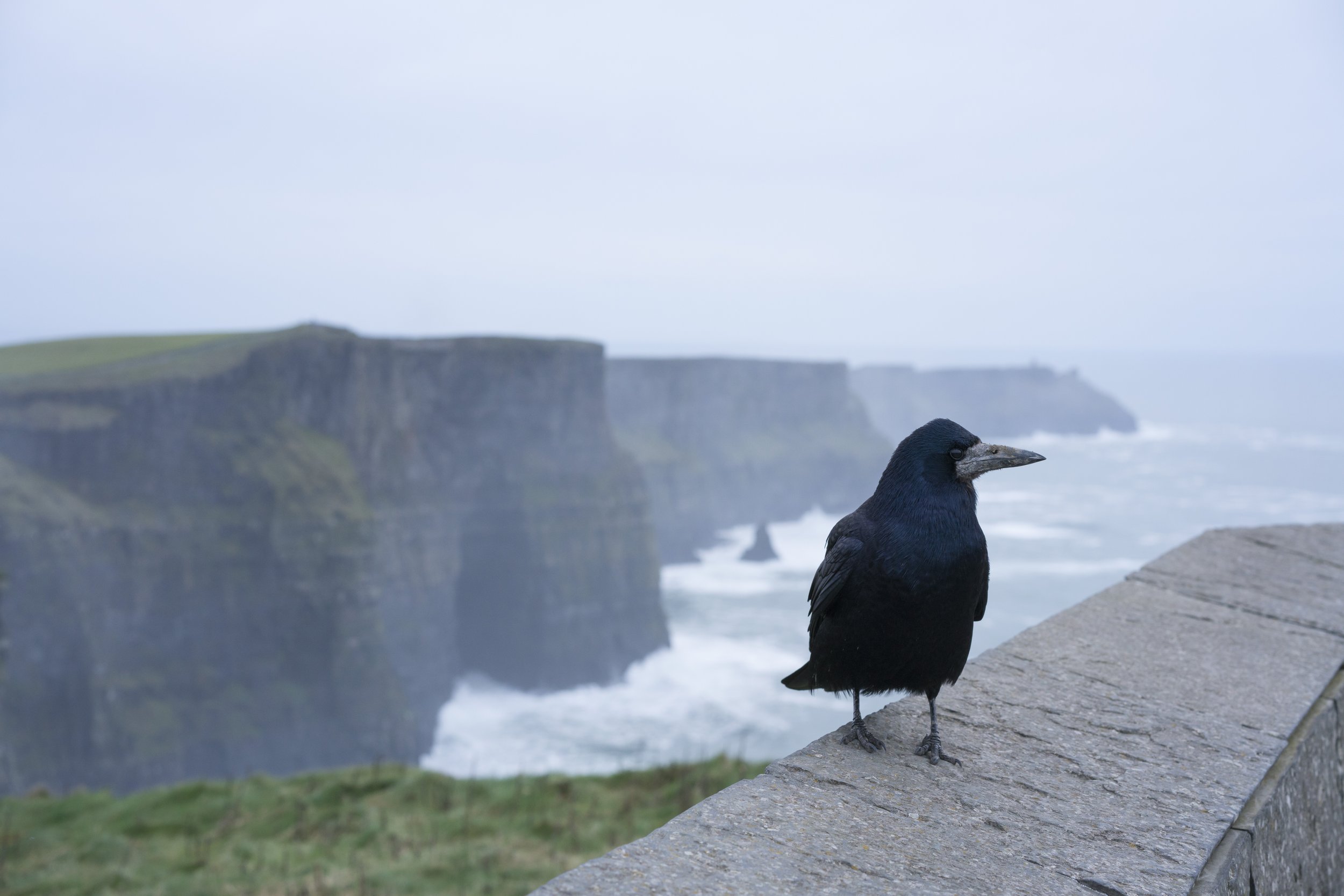 Crow_Moher1375.jpg