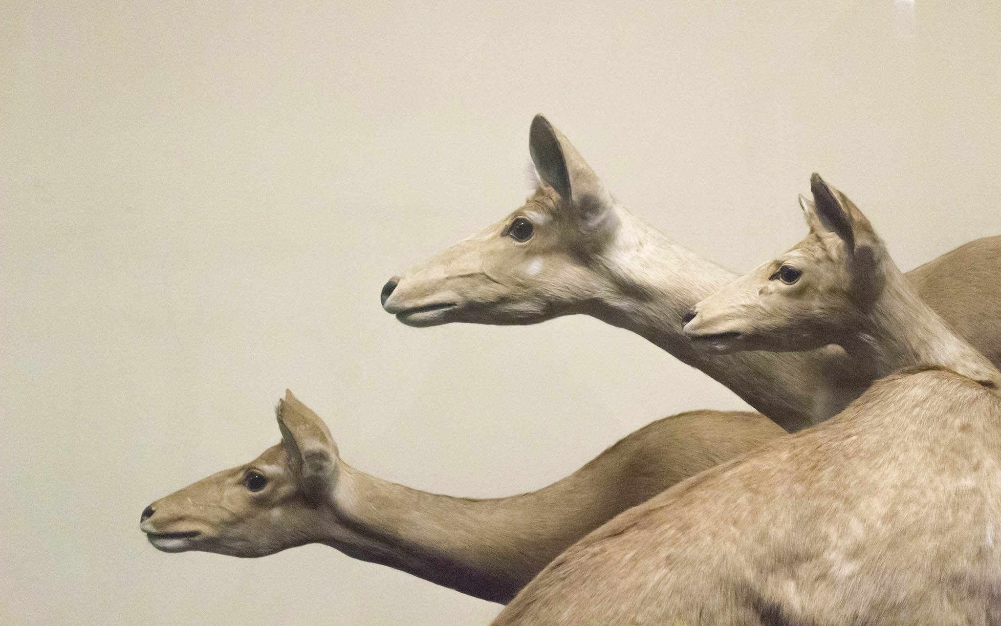FieldMuseum_5509_2k.jpg