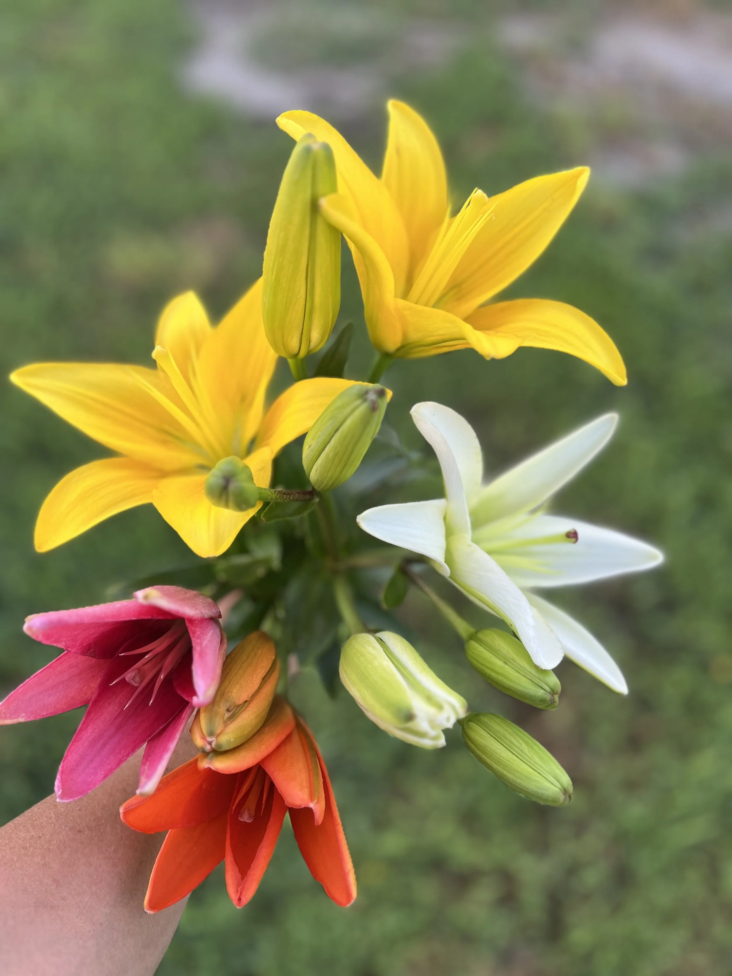 Asiatic/ Oriental Lilies- Local