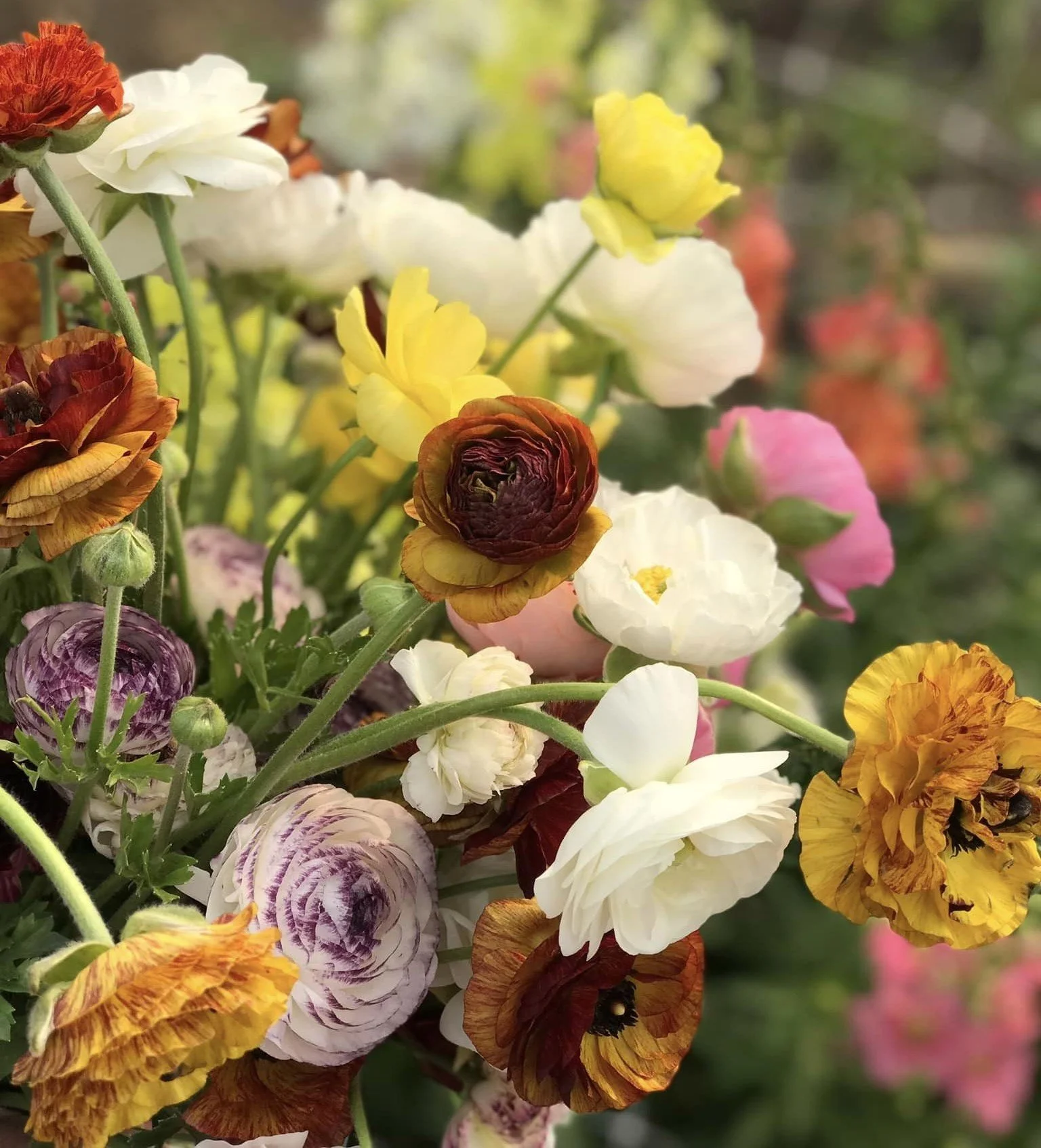 374581365_617795597203928_7262074266508167097_n - Copy.jpg (Copy)