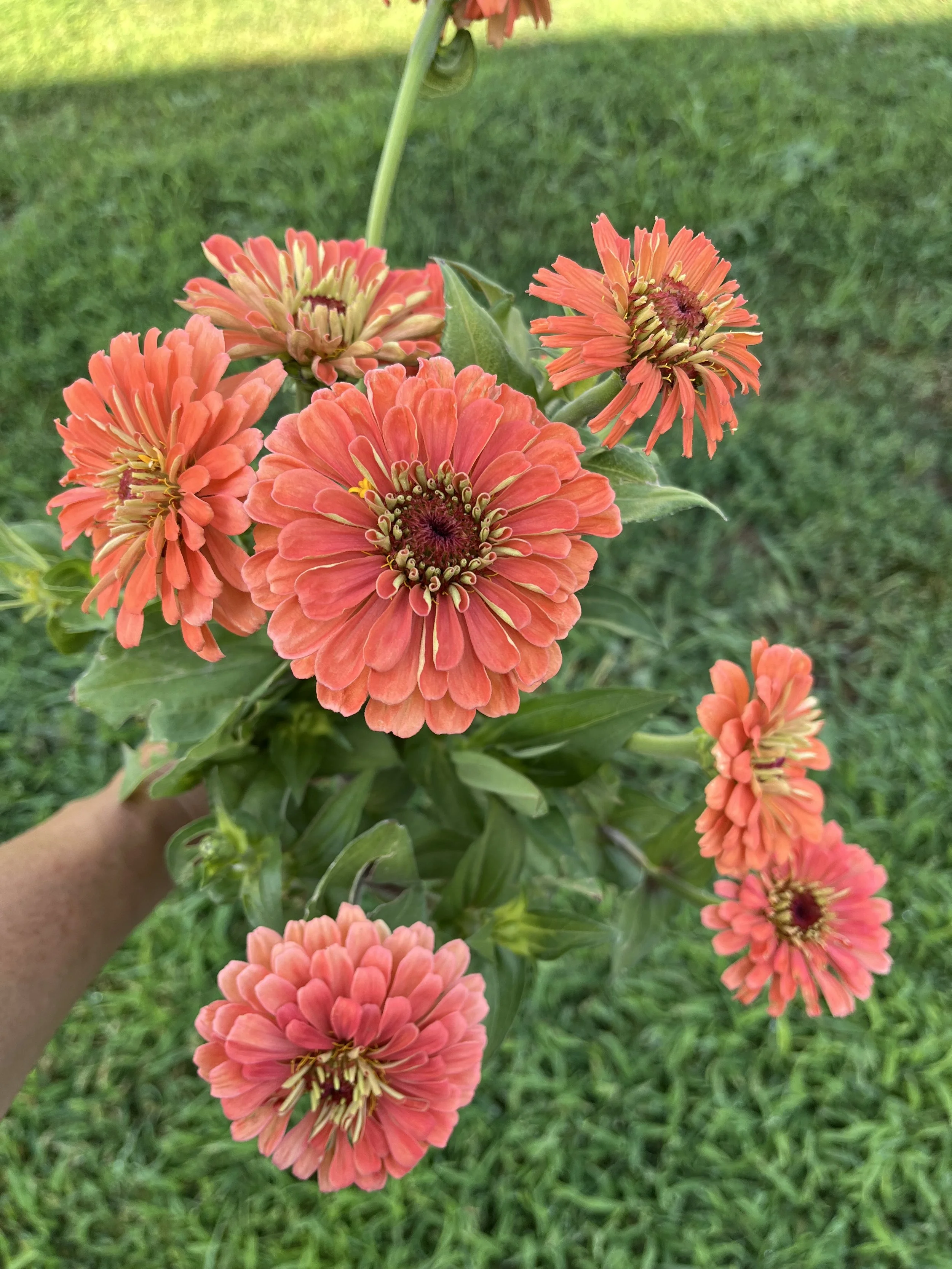 Salmon Zinnia.JPG