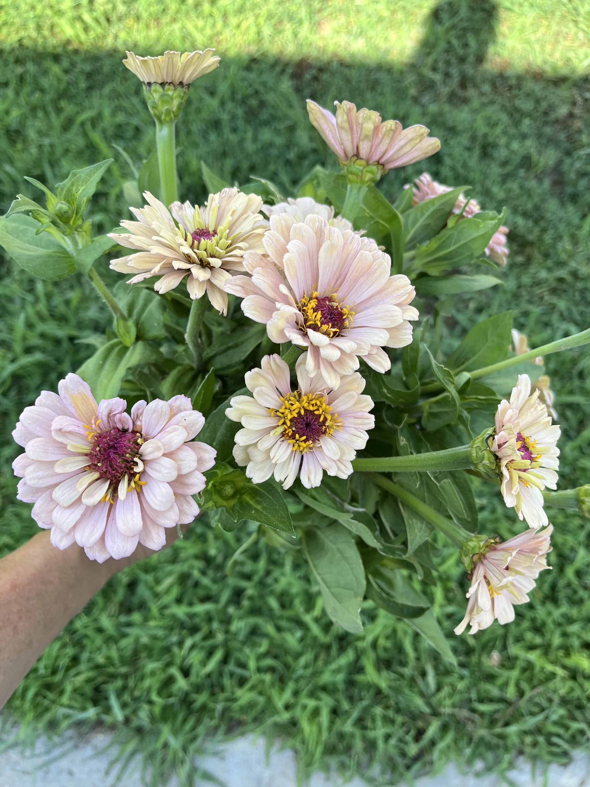 Floret Precious Metals Zinnias.JPG