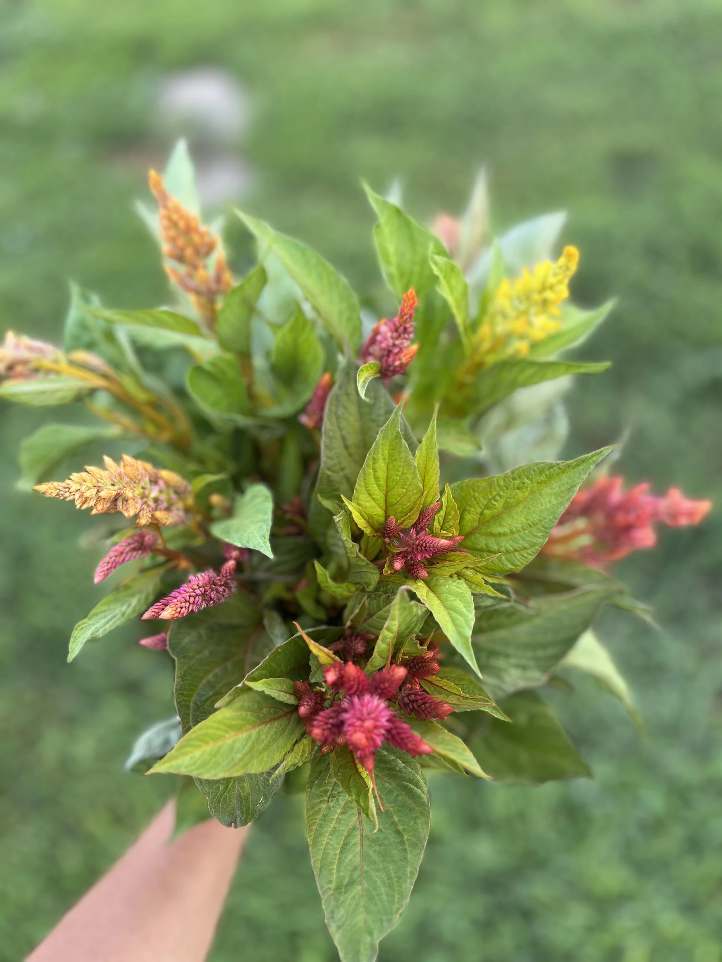 glowing embers- floret celosia.jpg