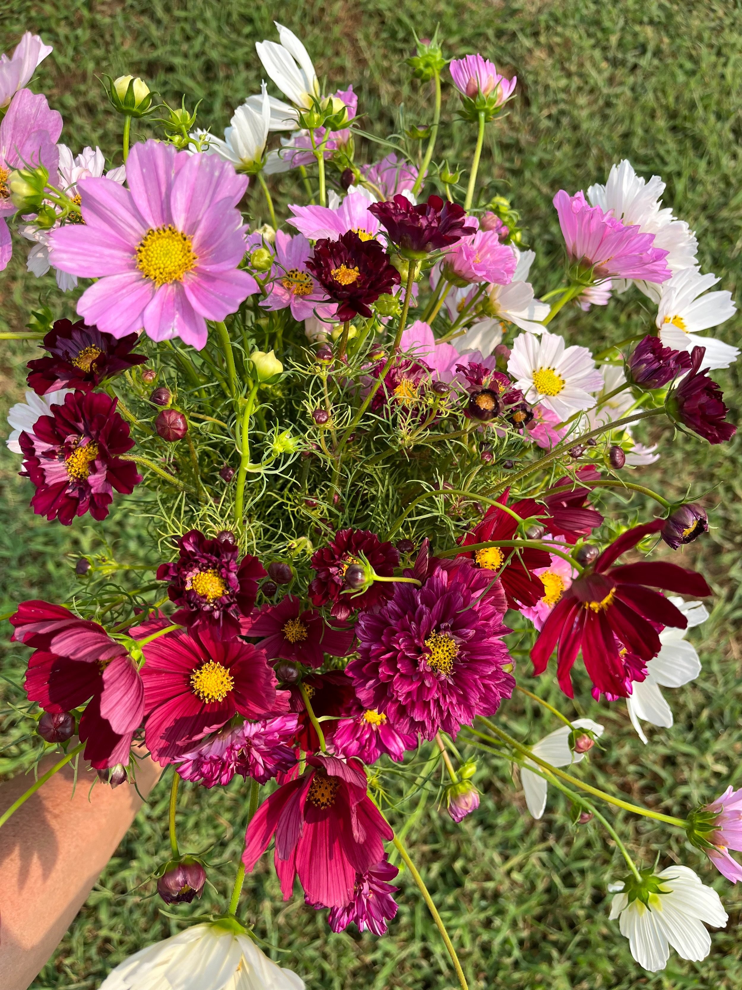 Cosmos+Mix.jpg