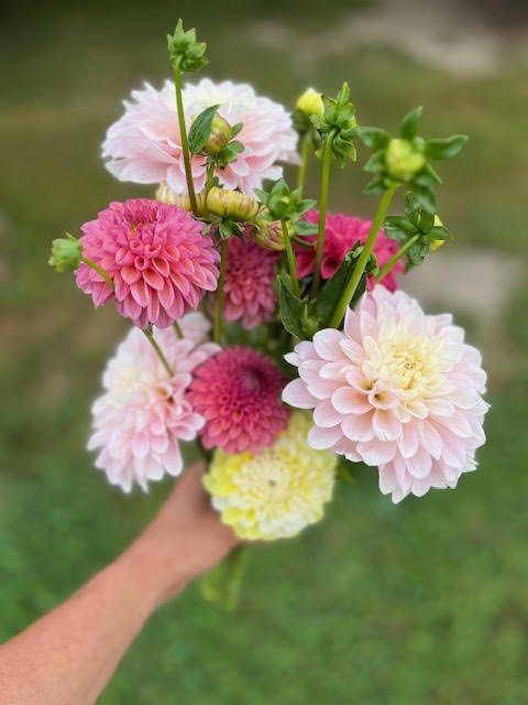 Dahlias.jpg