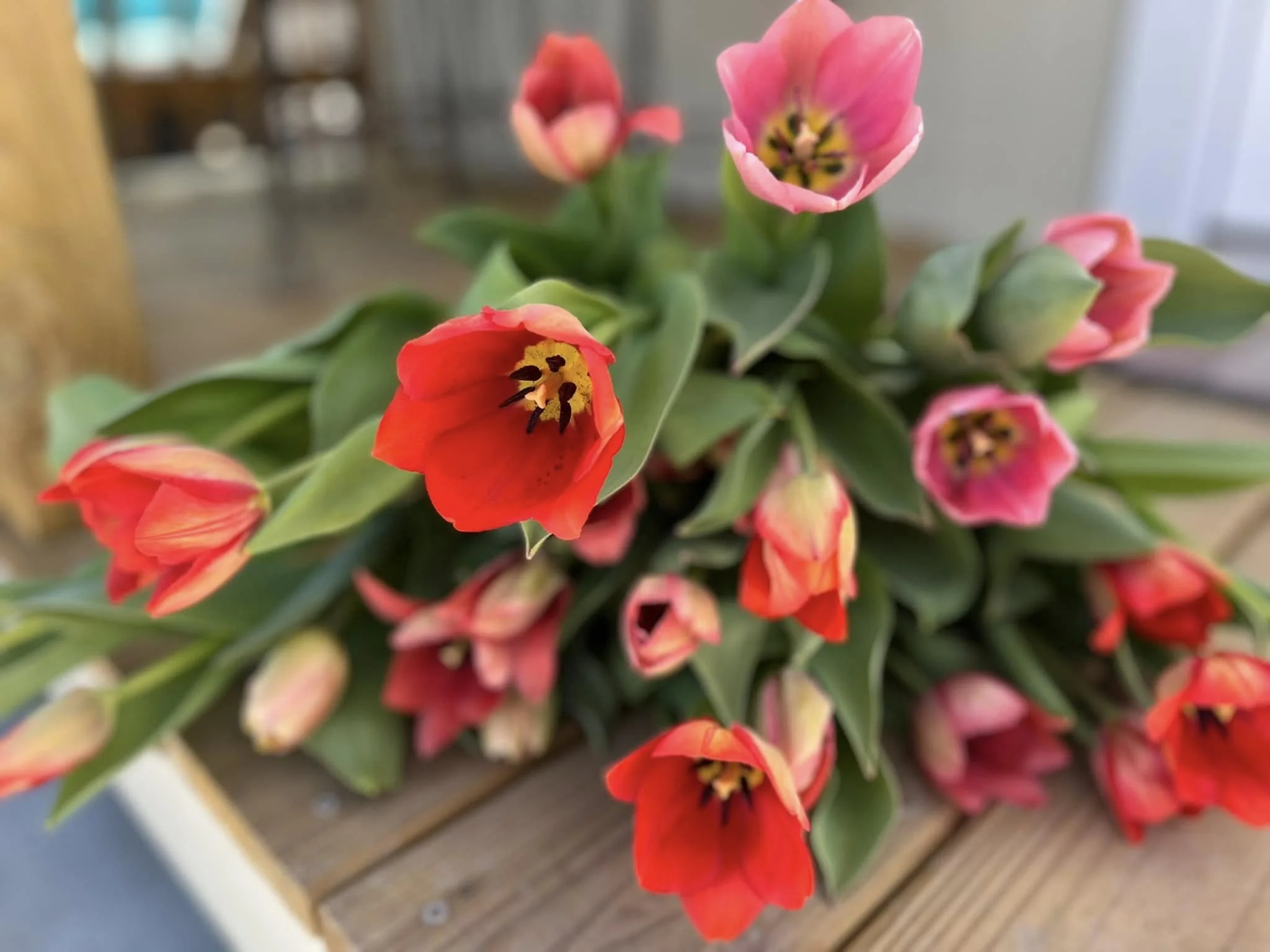 497543866_10232329966377936_2297617602403412337_n.jpg (Copy)