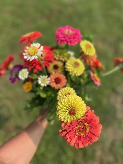 Zinnias.jpg