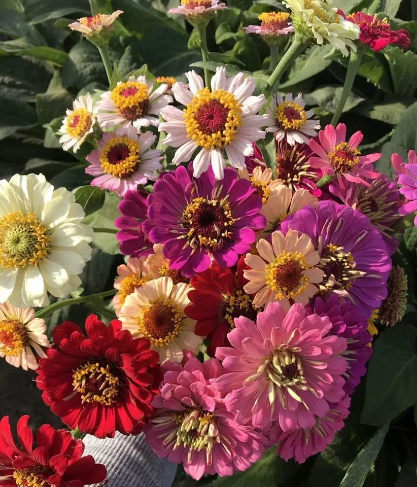 Zinnias 2.jpg
